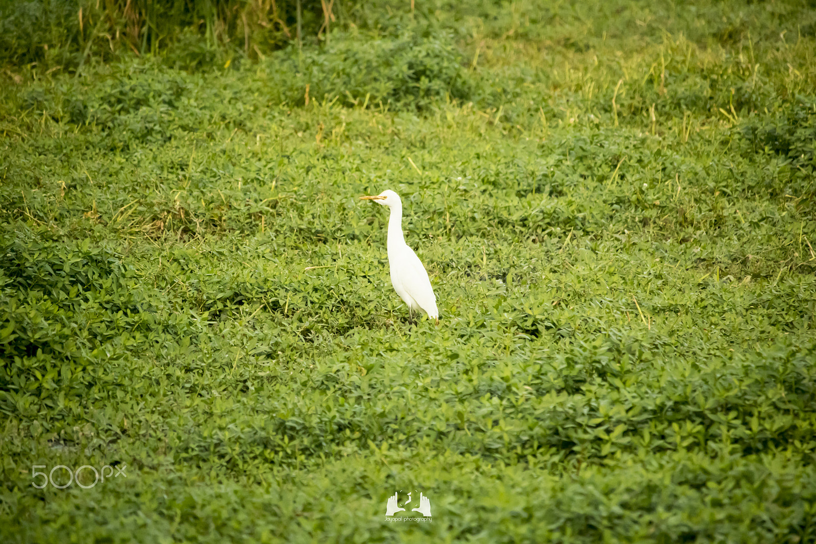 Canon EF-S 55-250mm F4-5.6 IS STM sample photo. White bird photography