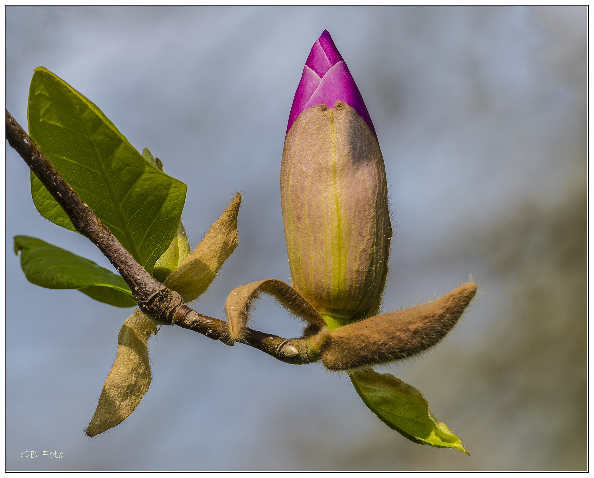 Nikon AF-S Nikkor 70-200mm F2.8G ED VR II sample photo. Magnolien photography