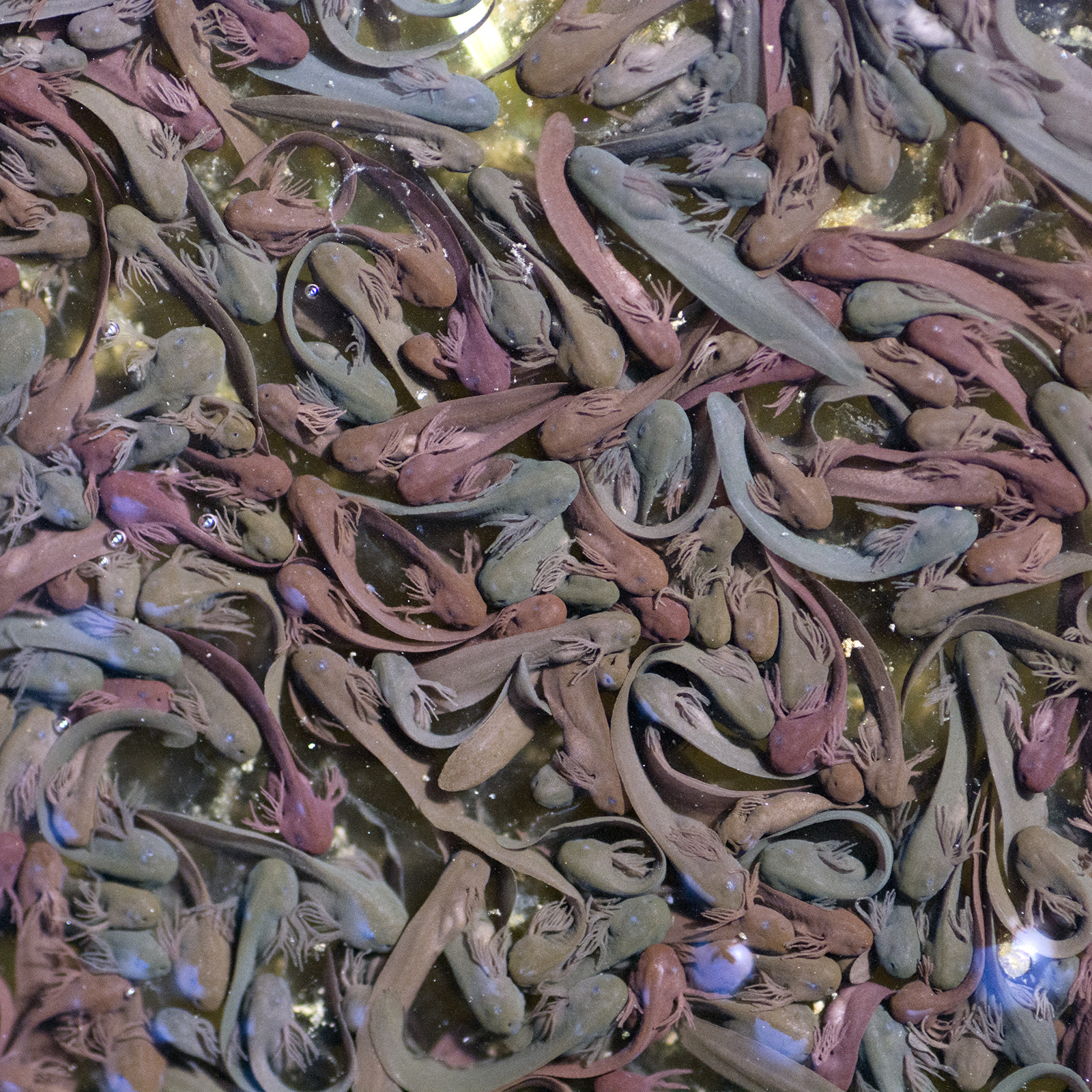 Nikon D7100 sample photo. Tadpole colours photography