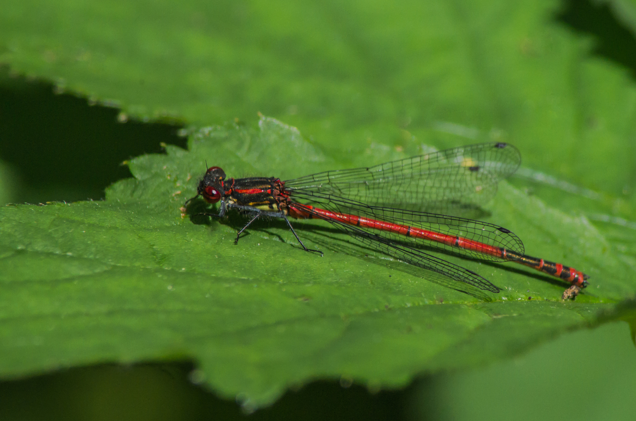 Pentax K-50 + Tamron AF 70-300mm F4-5.6 LD Macro 1:2 sample photo. Small red damselfly  photography