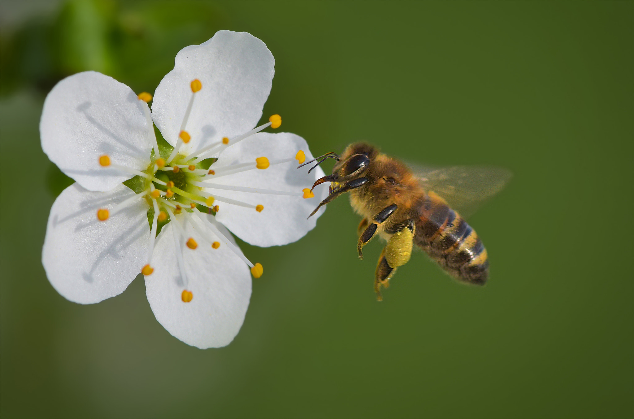 Nikon AF-S Micro-Nikkor 105mm F2.8G IF-ED VR sample photo. Bee on a flower the pear blossoms photography