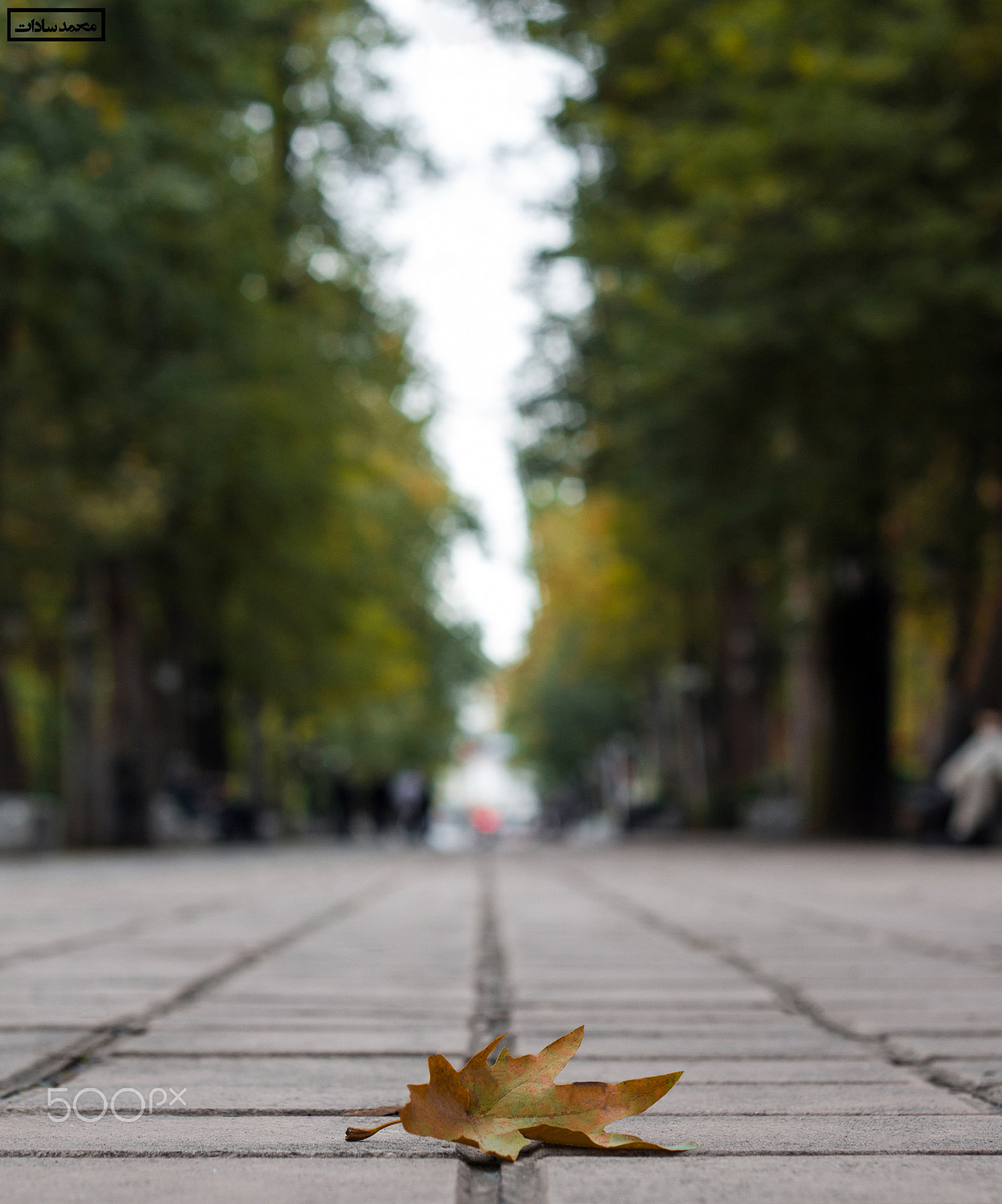 Canon EOS 700D (EOS Rebel T5i / EOS Kiss X7i) + Canon EF 50mm F1.8 II sample photo. Leaf photography