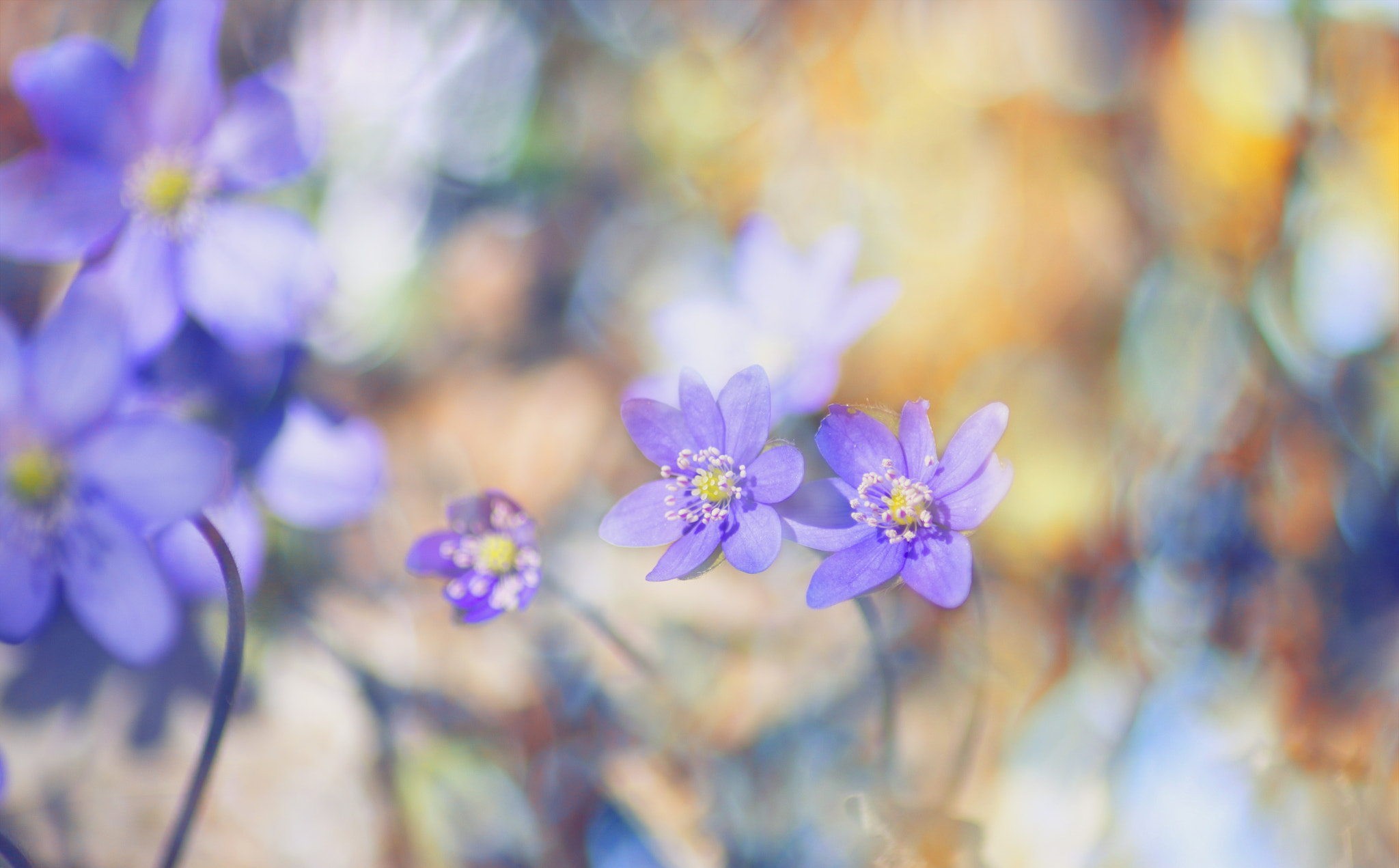 Tamron AF 70-300mm F4-5.6 LD Macro 1:2 sample photo. Spring day photography
