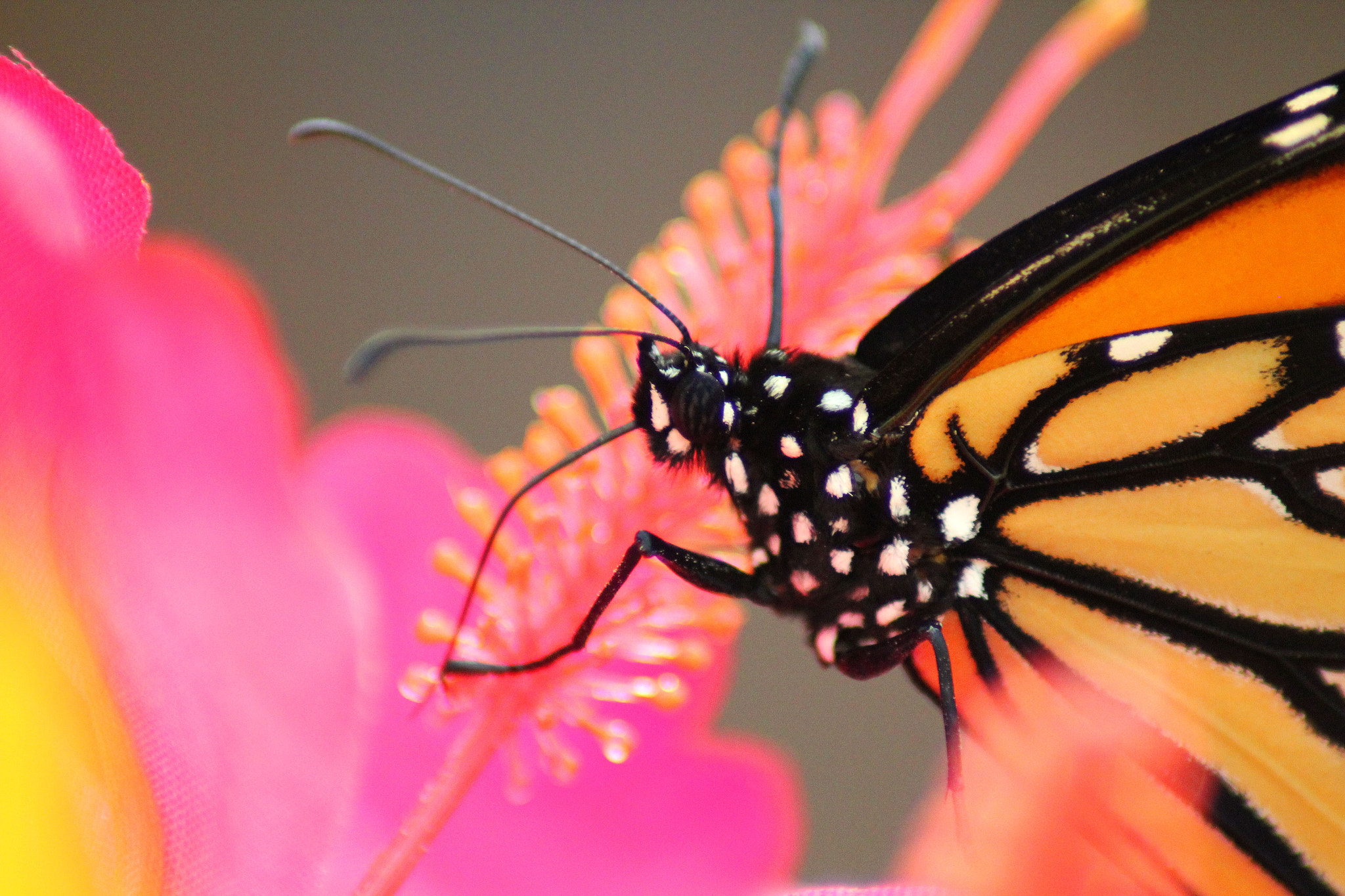 Canon EOS 550D (EOS Rebel T2i / EOS Kiss X4) sample photo. Butterfly photography