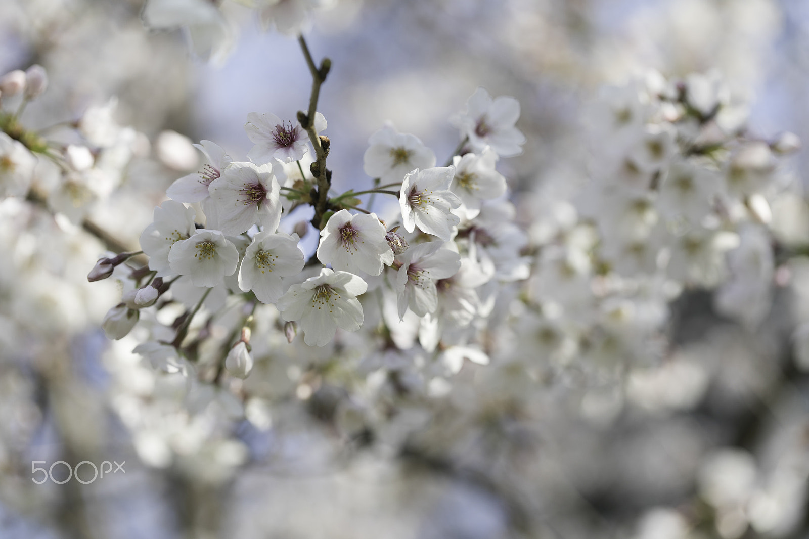 Canon EOS 5D Mark IV sample photo. Cherry blossom photography