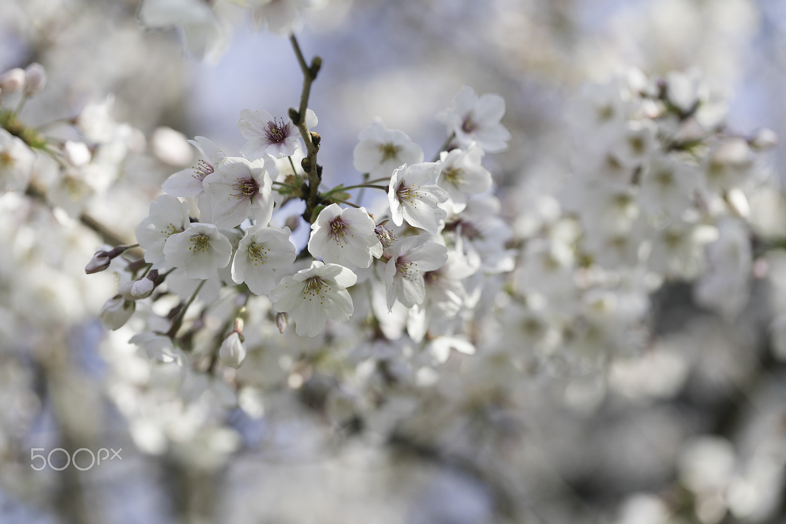Canon EF 100mm F2.8L Macro IS USM sample photo. Cherry blossom photography