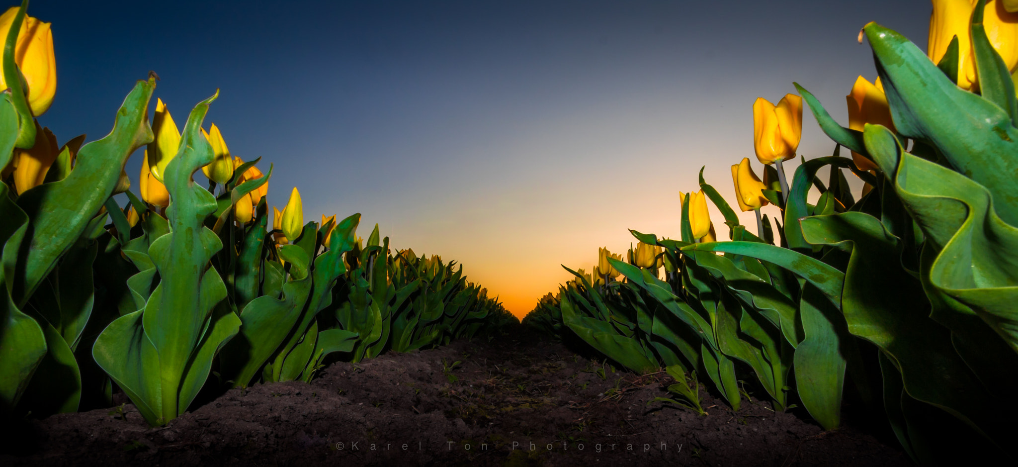 Canon EOS 760D (EOS Rebel T6s / EOS 8000D) sample photo. Tulip fields, wervershoof, holland 03-04-17 photography