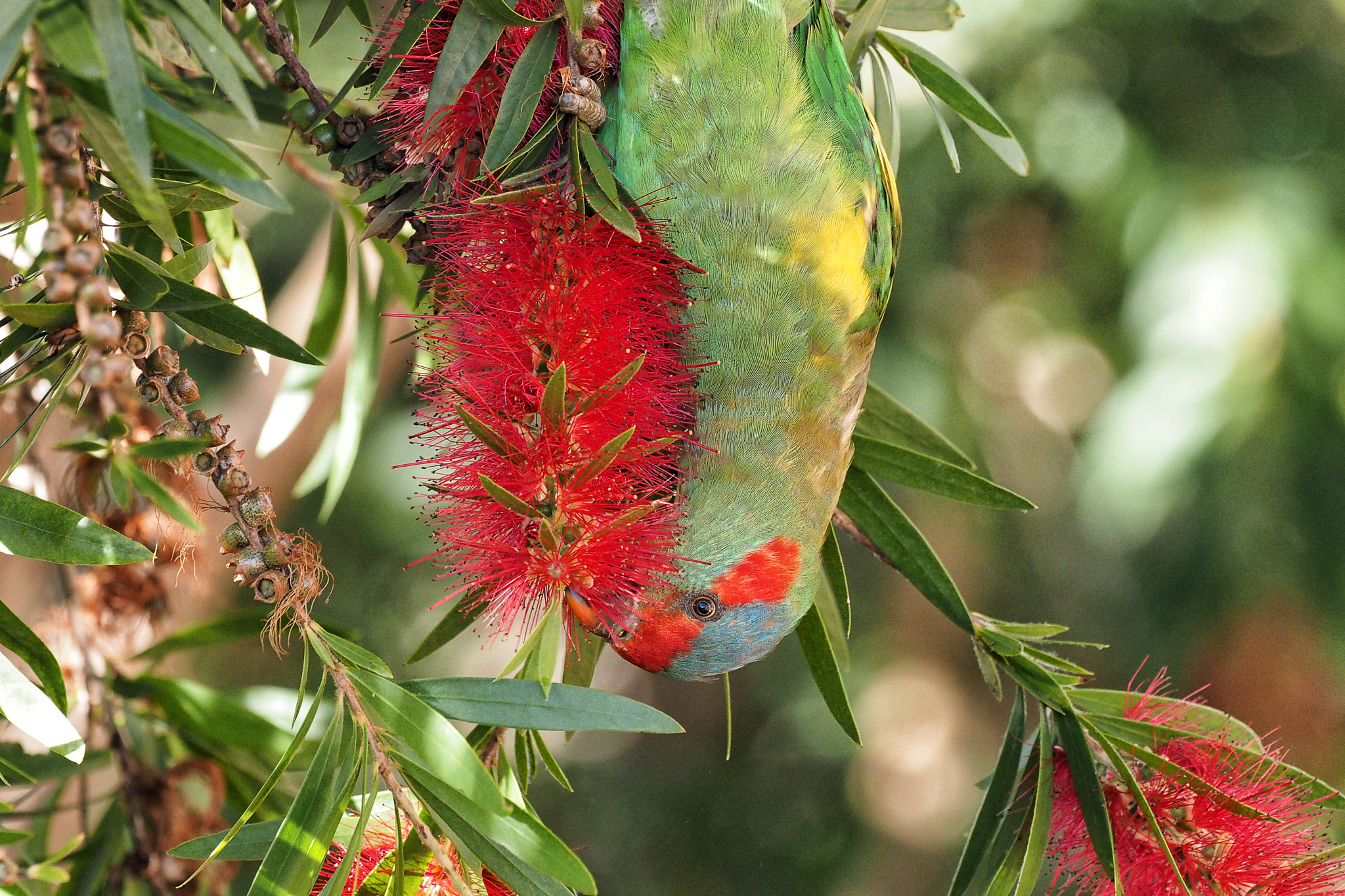 OLYMPUS M.300mm F4.0 sample photo. Suspended photography