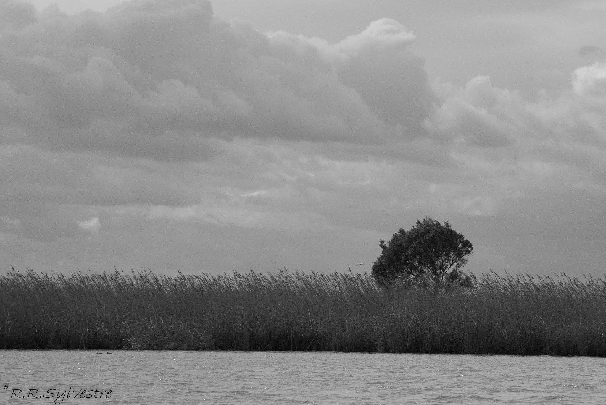 Nikon D3000 sample photo. Sylvestre photography