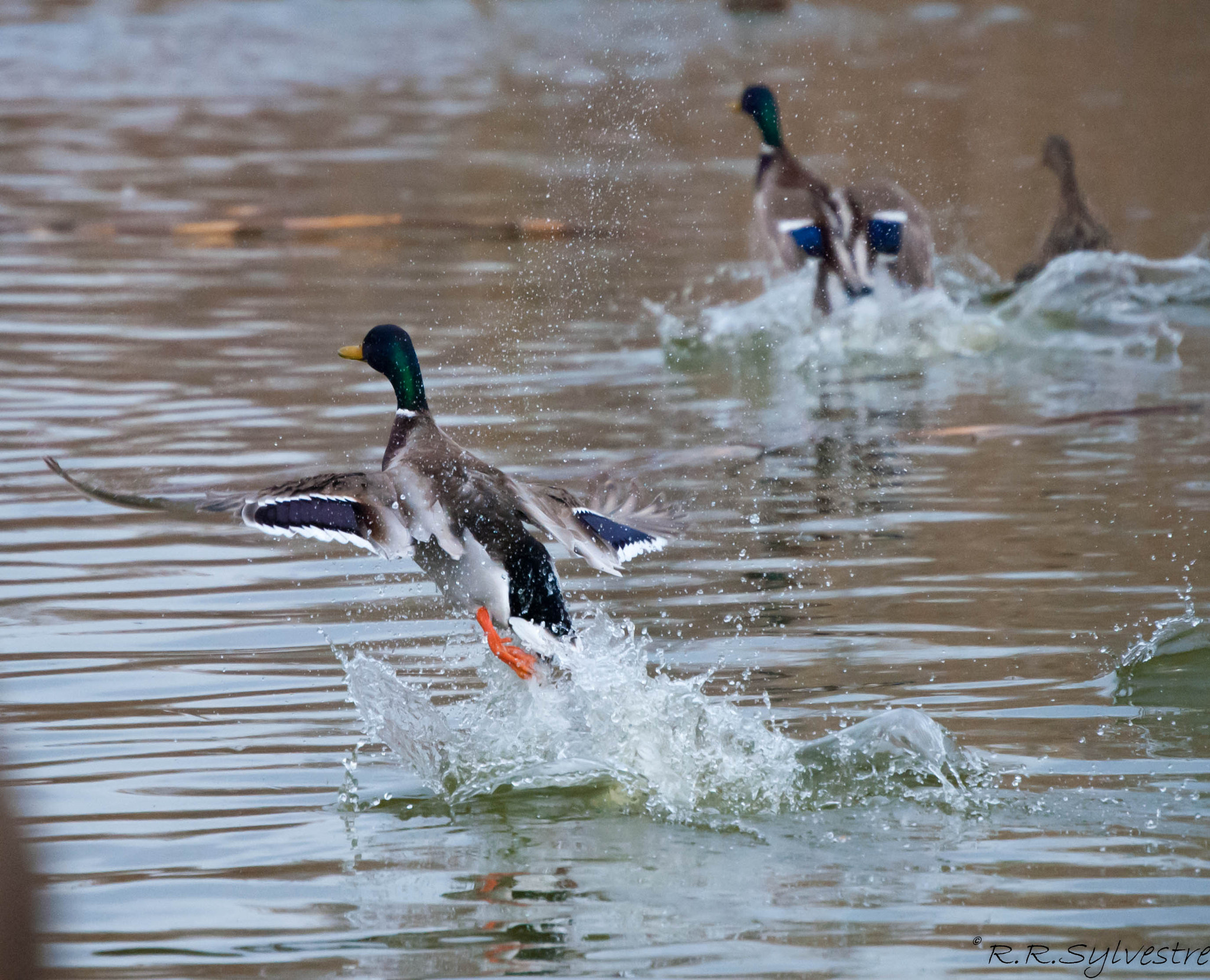 Nikon D3000 sample photo. Sylvestre photography