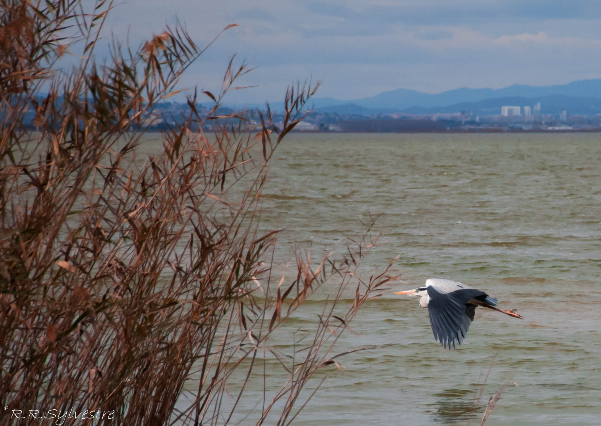 Nikon D3000 sample photo. Sylvestre photography