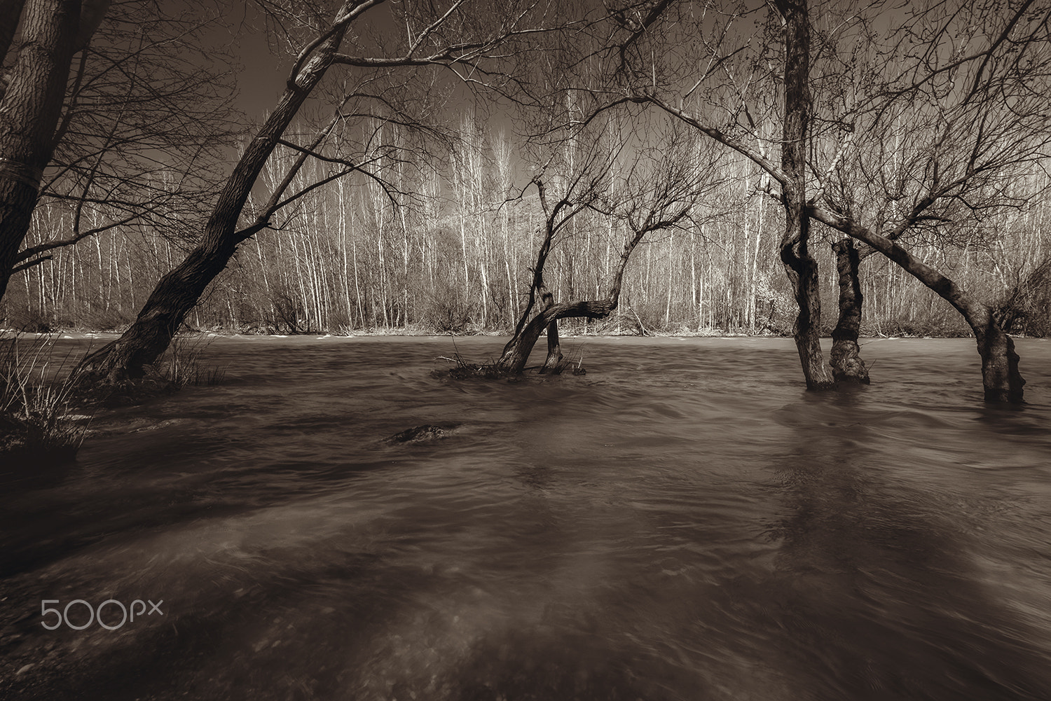 Nikon D810 sample photo. Standing on water. photography