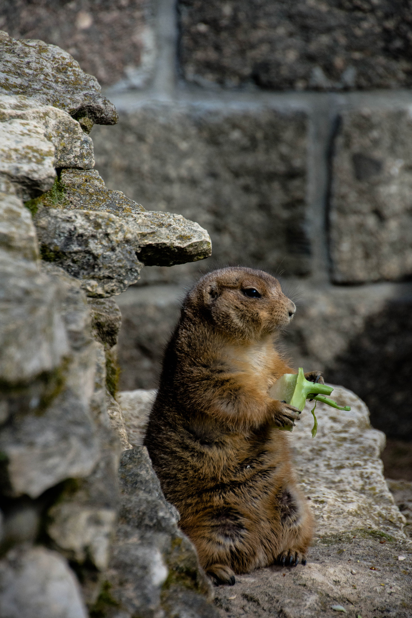 Nikon D7200 sample photo. Prairie dog photography