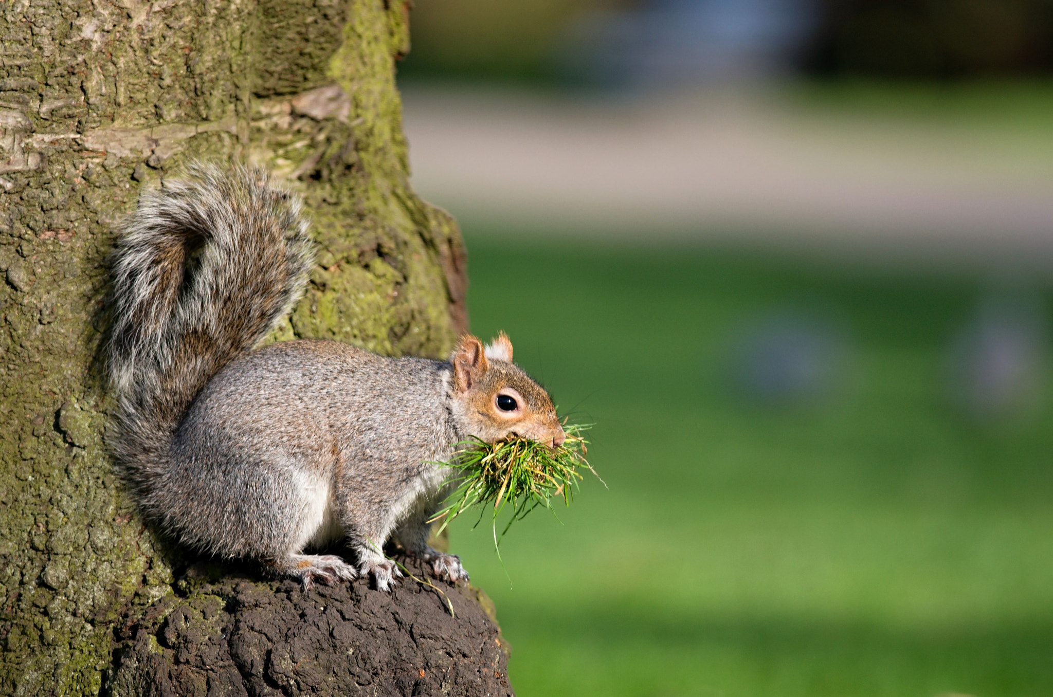 Nikon D610 + Nikon AF-S Nikkor 300mm F4D ED-IF sample photo. Eastern gray squirrel photography