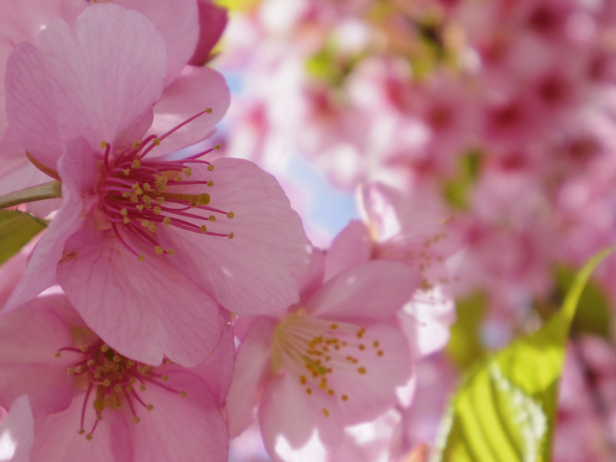 Pentax 02 Standard Zoom sample photo. Sakura photography