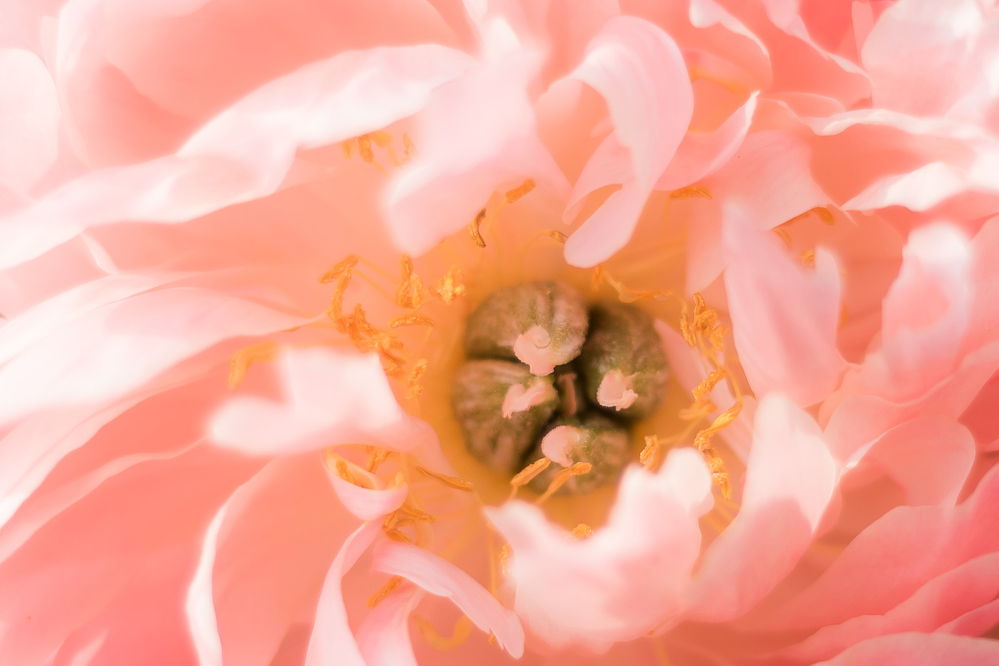 Nikon D750 + Nikon AF Nikkor 50mm F1.8D sample photo. A flower's heart photography