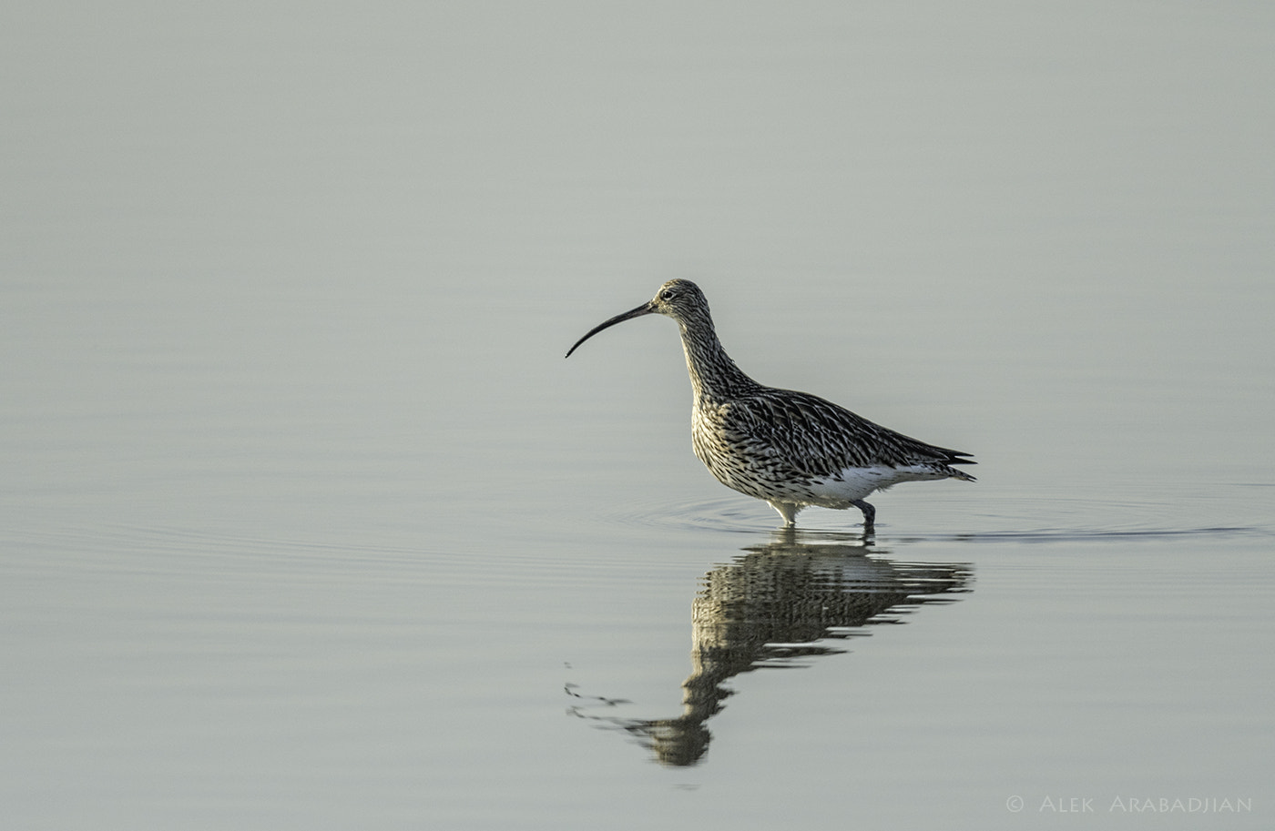 Nikon D500 sample photo. Long curved beak photography