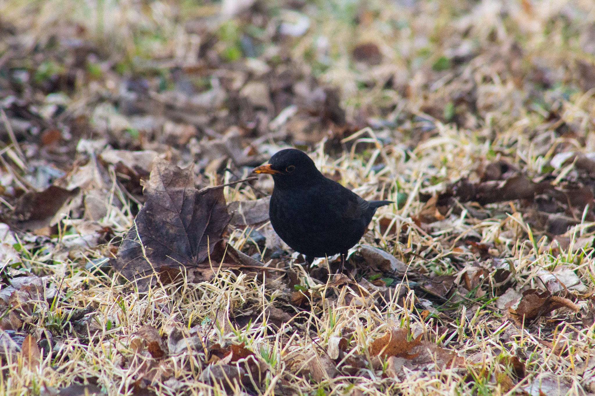 Canon EF 75-300mm f/4-5.6 USM sample photo. Starling photography