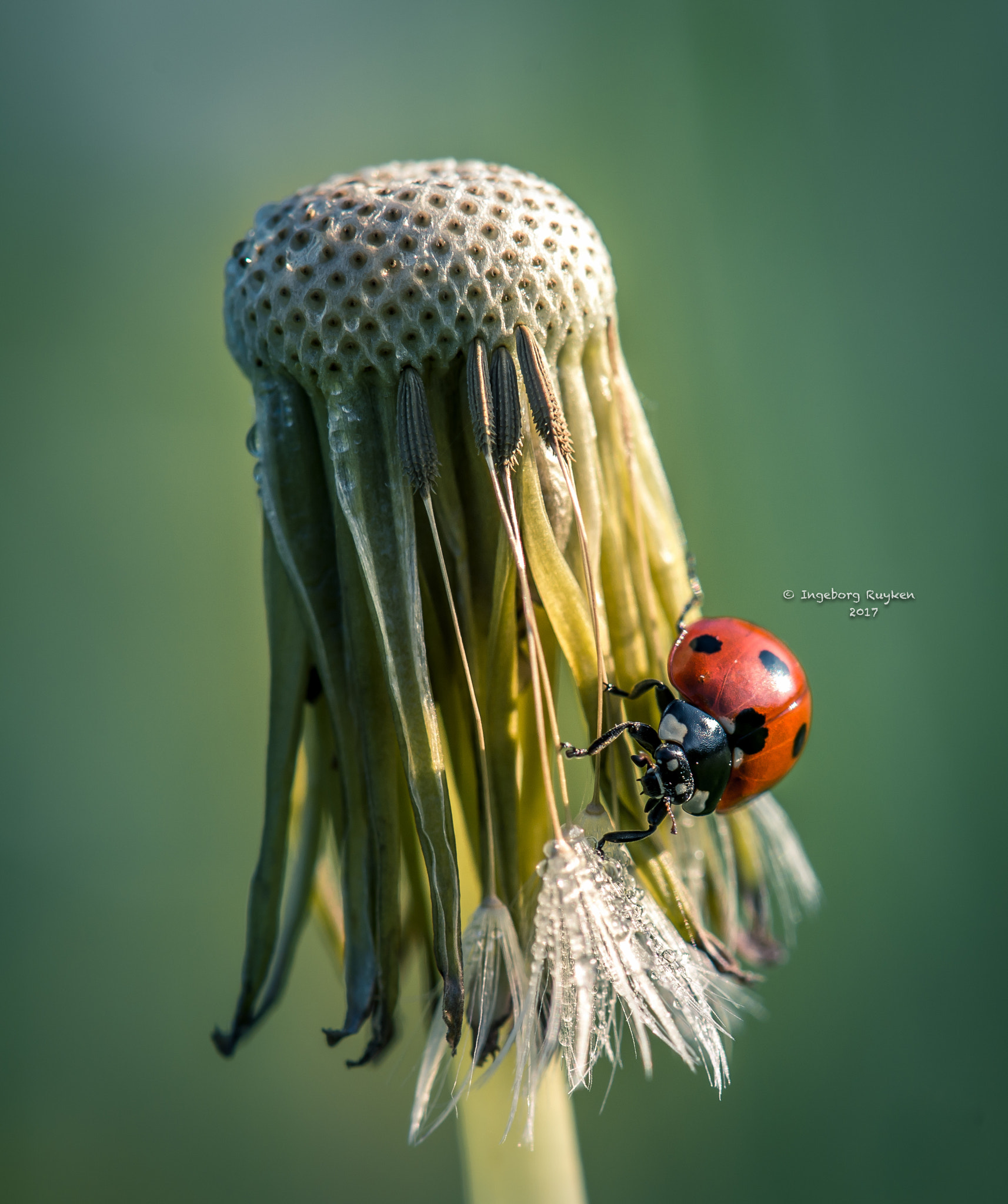 Nikon D800 sample photo. The story of  the dying dandelion and the lively ladybug photography