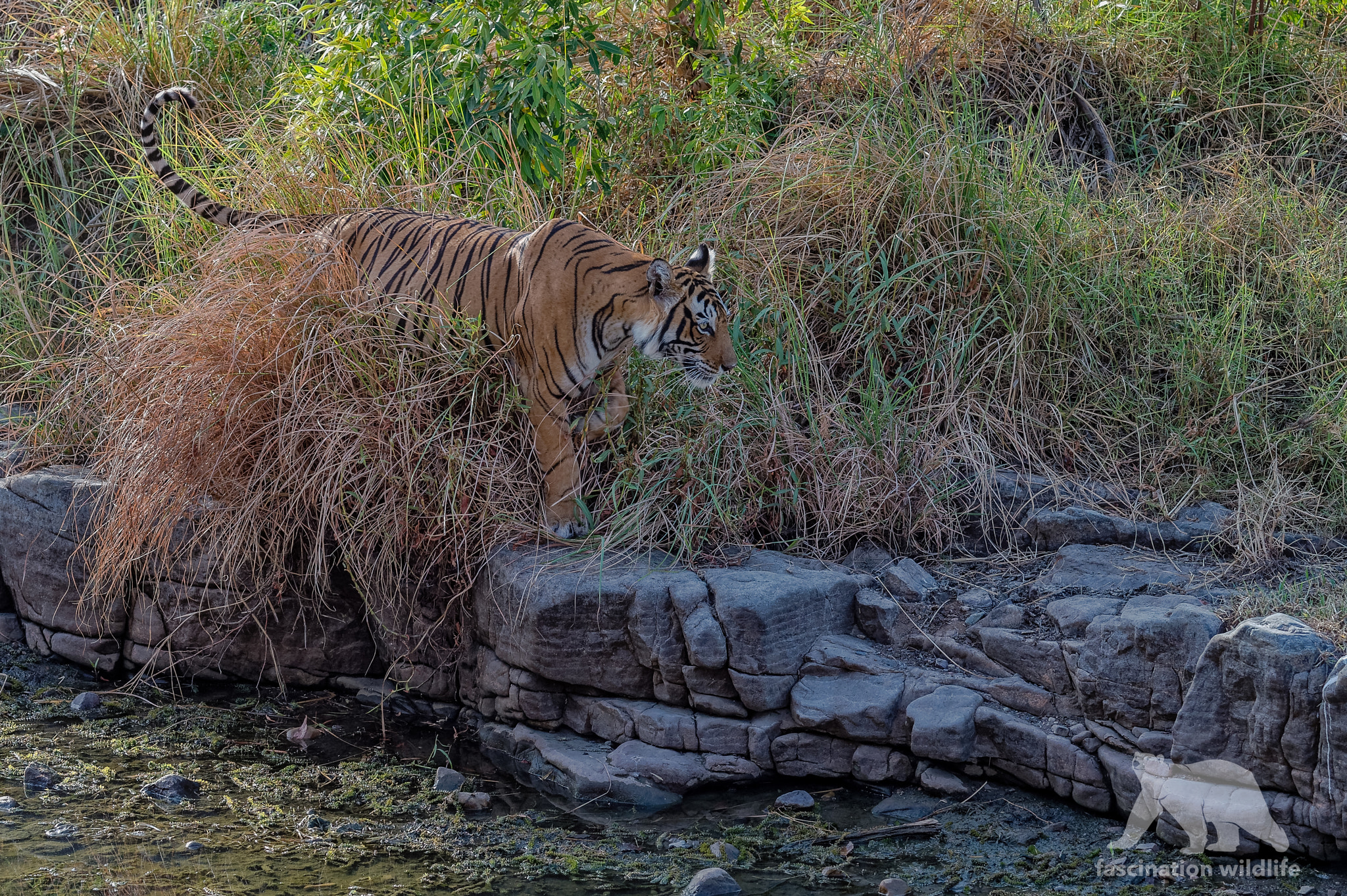 Nikon D4S sample photo. Tiger patrol photography
