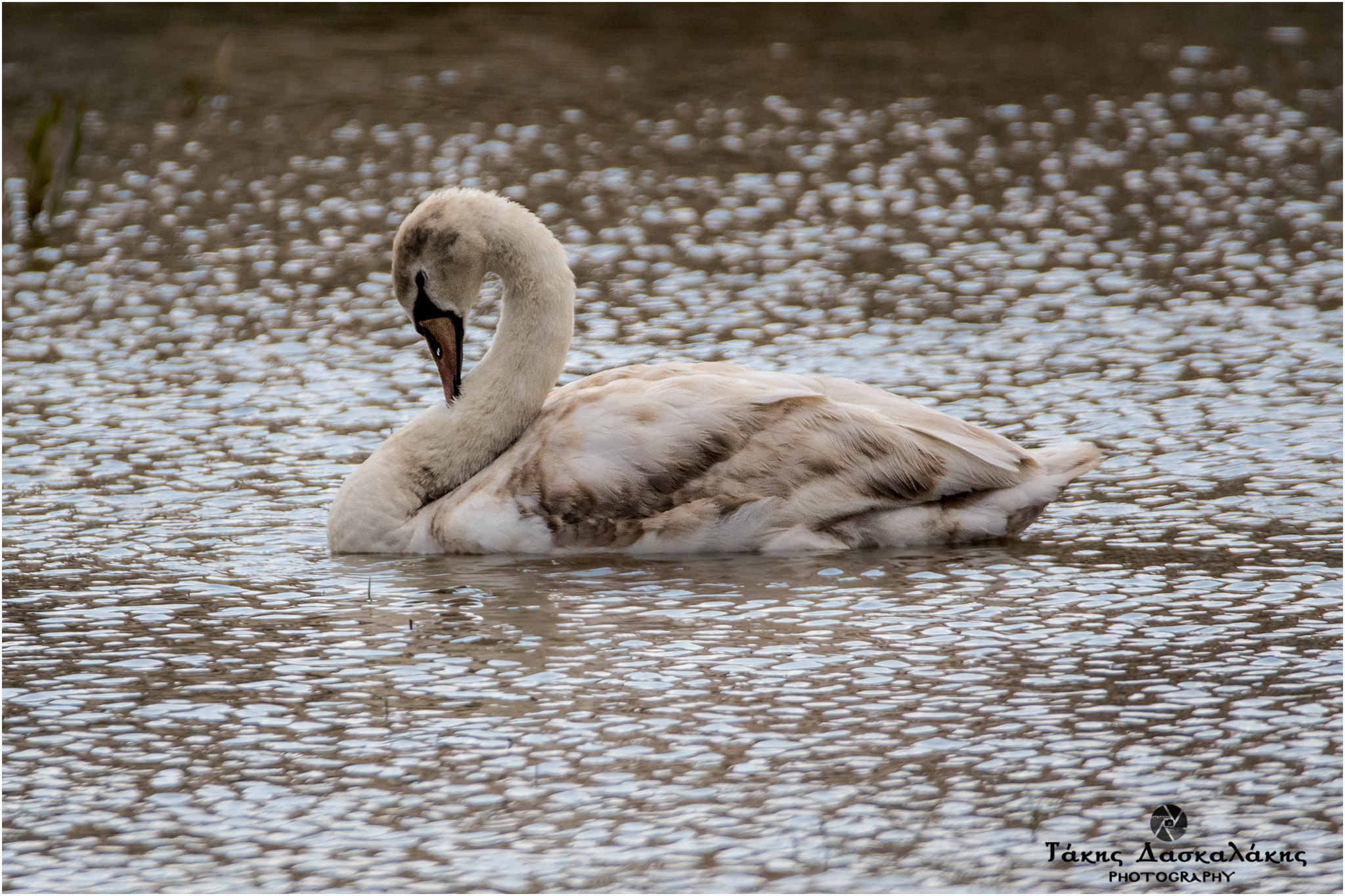 Nikon D500 + Sigma 150-600mm F5-6.3 DG OS HSM | S sample photo. Dsc photography