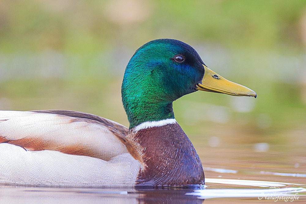 Tamron SP 150-600mm F5-6.3 Di VC USD sample photo. Stockente photography