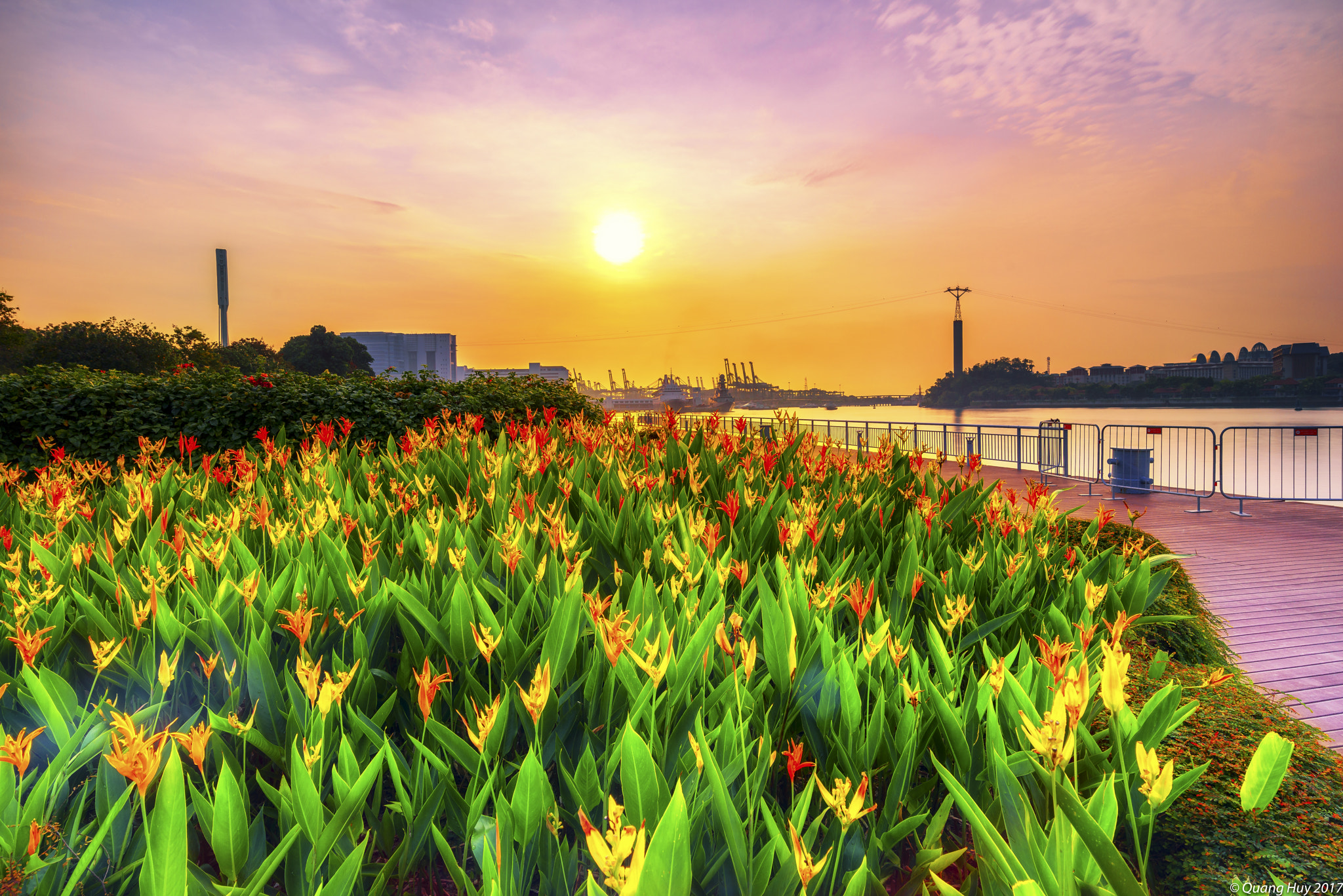 Sony a7R + Sony Vario-Tessar T* FE 16-35mm F4 ZA OSS sample photo. Keppel sunrise flower photography