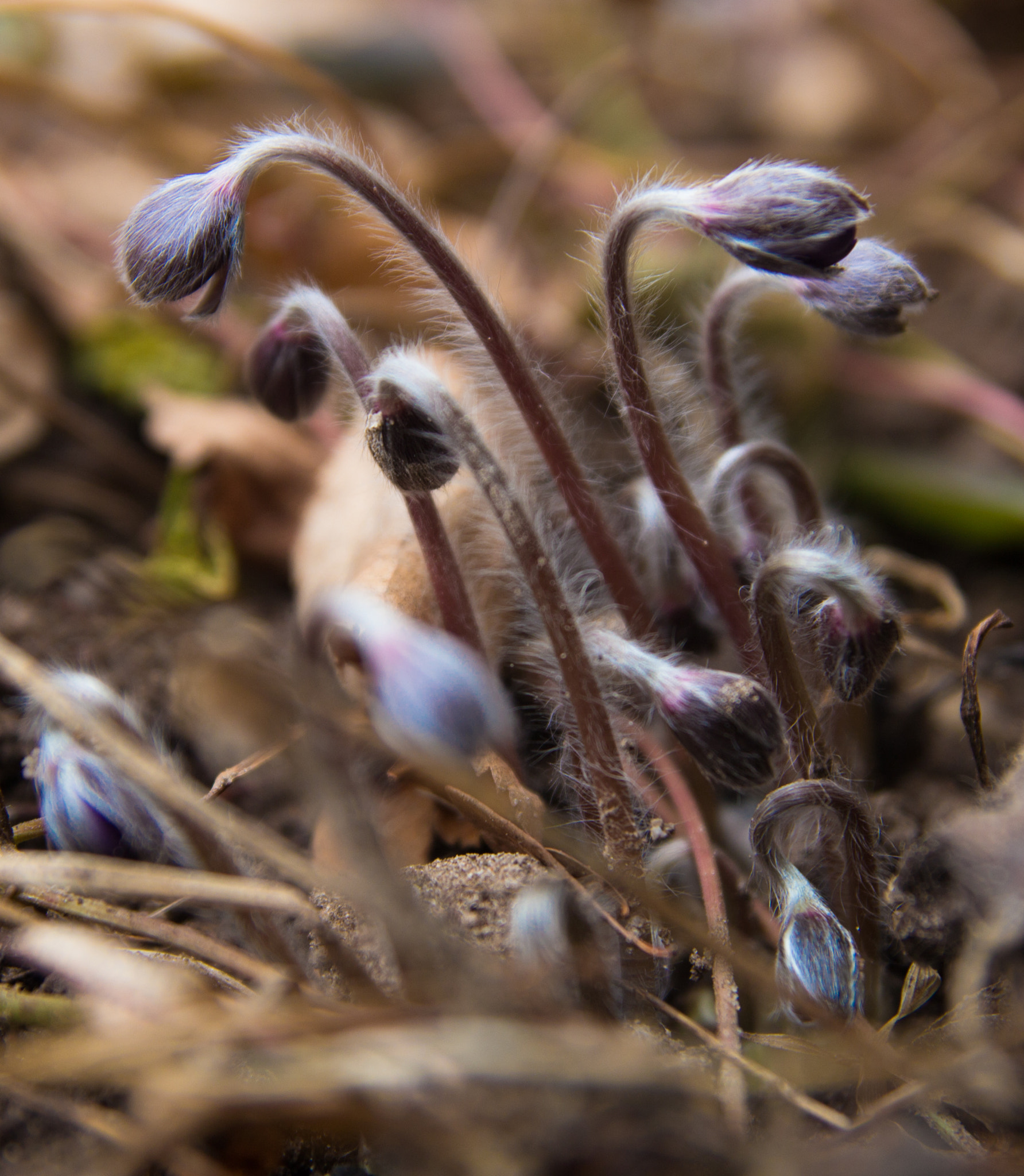 Tamron SP AF 17-50mm F2.8 XR Di II LD Aspherical (IF) sample photo. Blue flowers photography