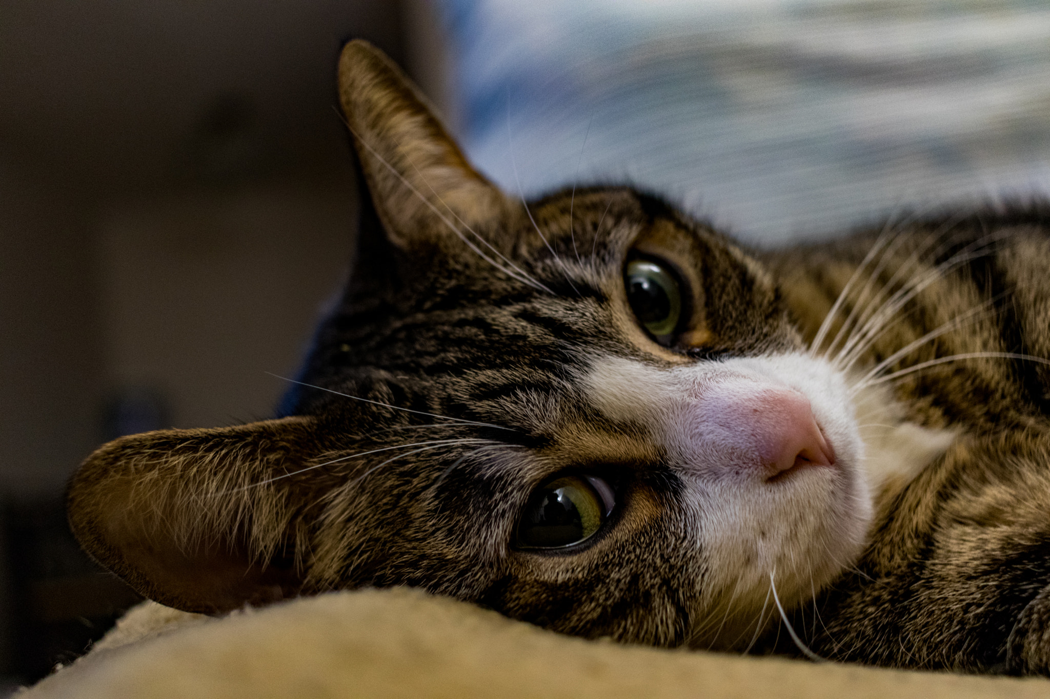 Canon EOS M5 sample photo. My sweet lady photography