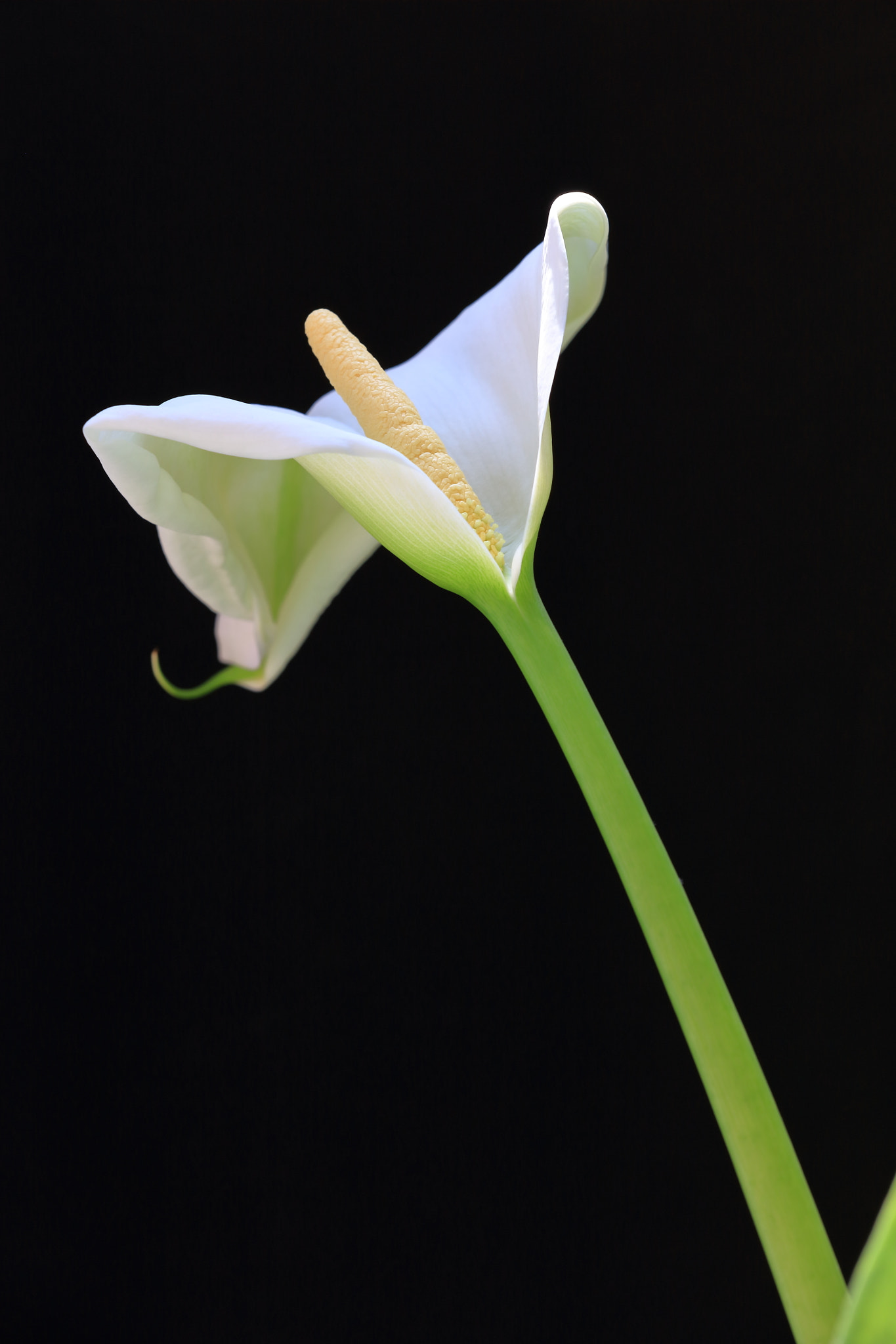 Canon EOS 5DS sample photo