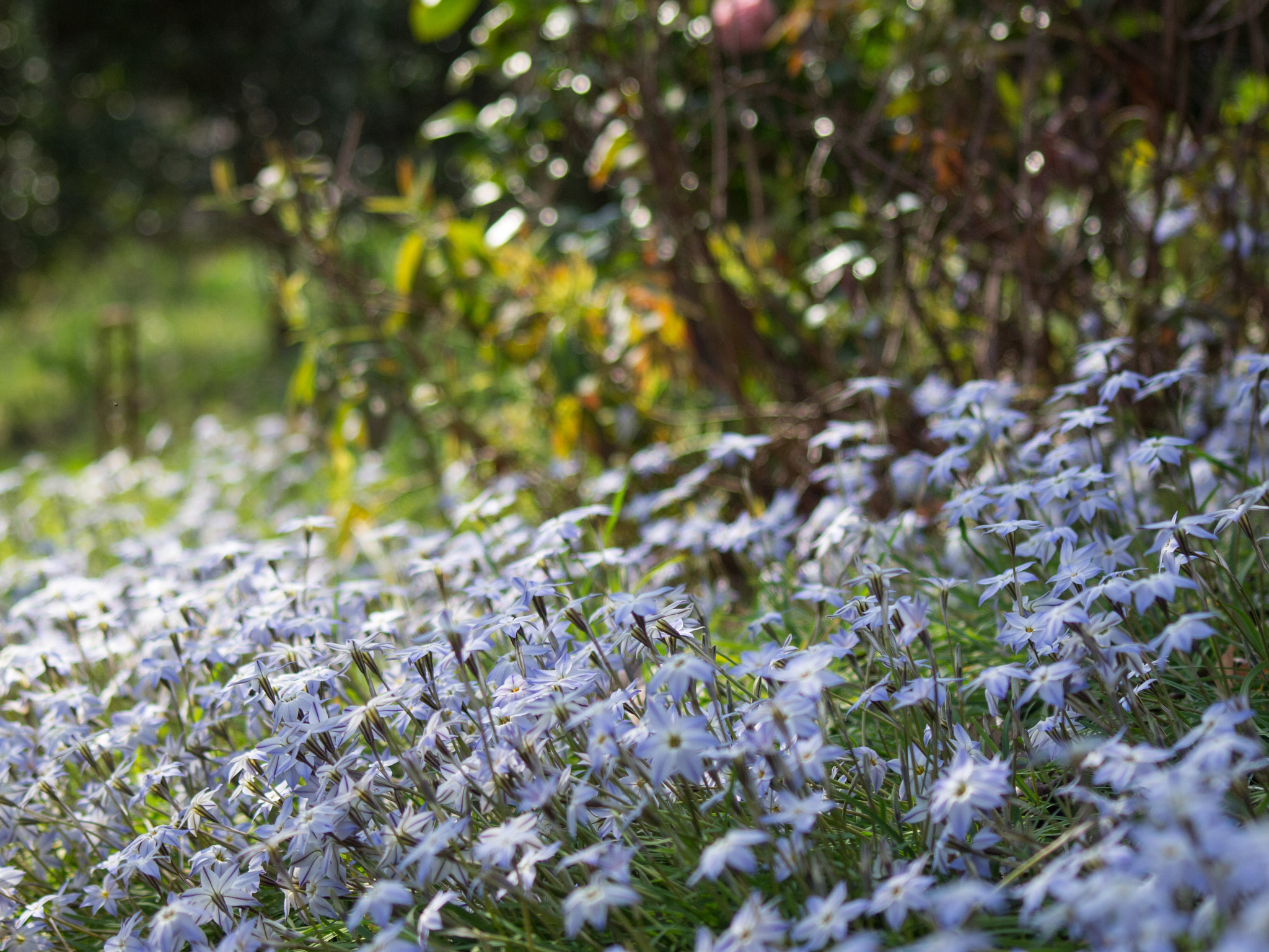 Olympus E-5 sample photo. Spring stars photography