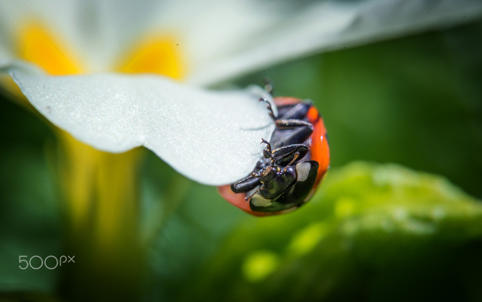 Nikon D800 sample photo. Spring lady ii photography