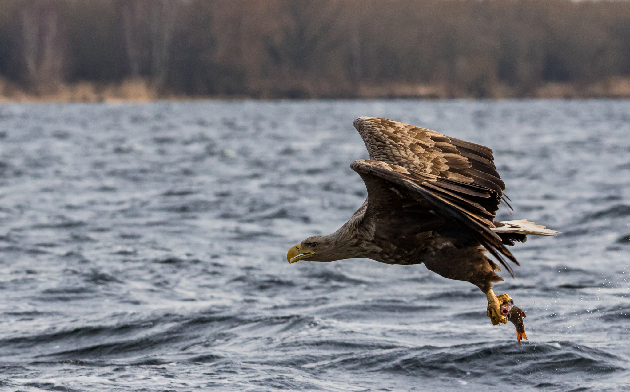 Canon EOS 7D Mark II + 150-600mm F5-6.3 DG OS HSM | Sports 014 sample photo. White-tailed eagle - 6 photography