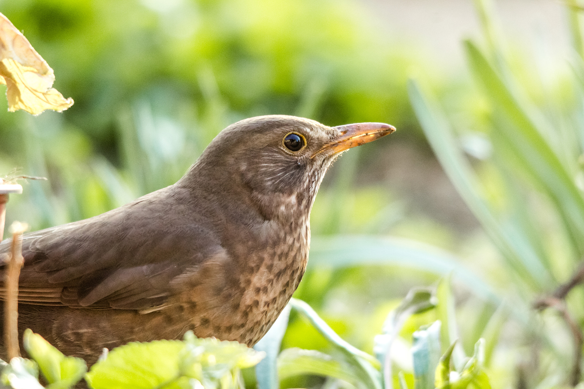 Canon EOS 600D (Rebel EOS T3i / EOS Kiss X5) + Sigma 150-500mm F5-6.3 DG OS HSM sample photo. Turdus merula photography