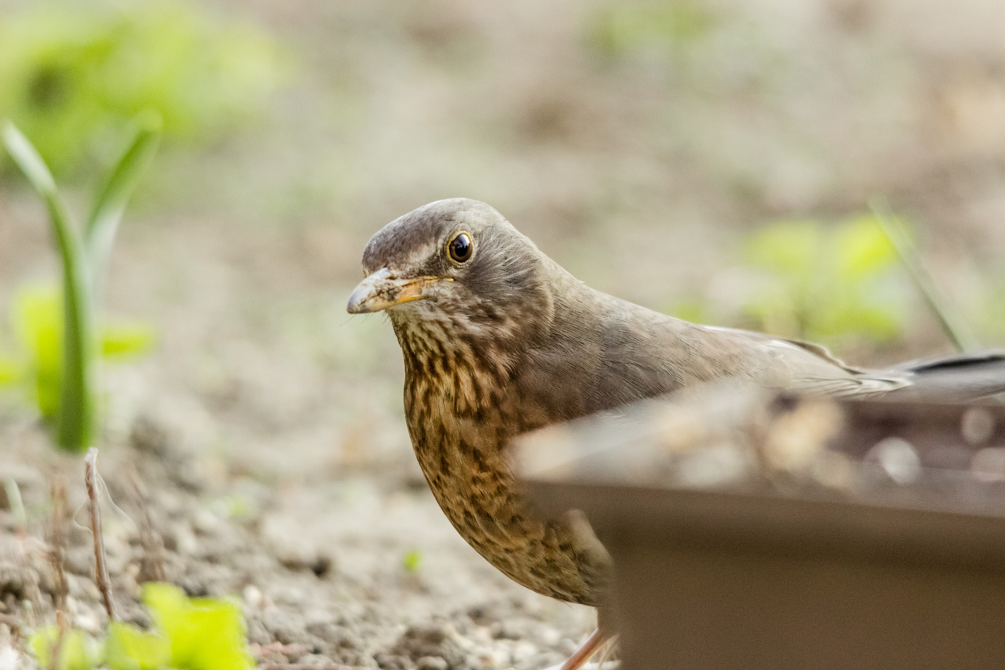 Sigma 150-500mm F5-6.3 DG OS HSM sample photo. Turdus merula photography