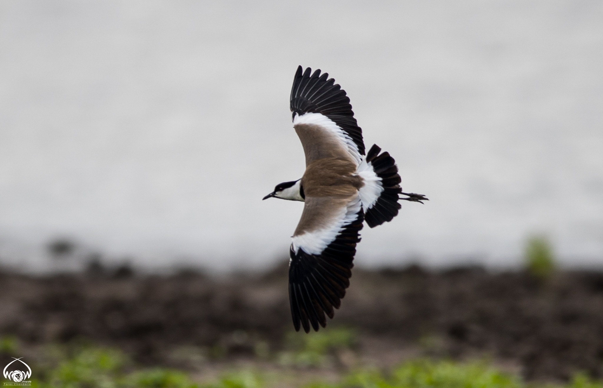 Canon EF 400mm F2.8L IS II USM sample photo. Spur winged lapwing photography
