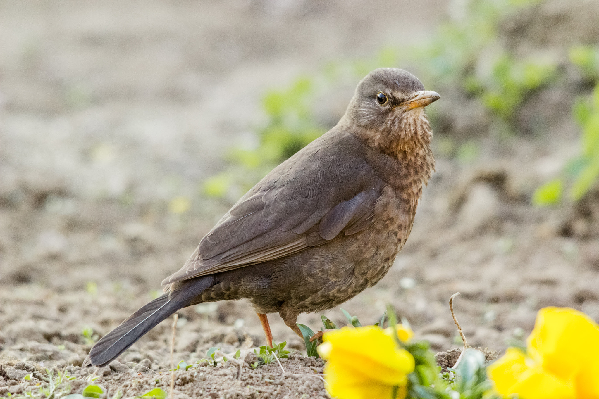 Canon EOS 600D (Rebel EOS T3i / EOS Kiss X5) + Sigma 150-500mm F5-6.3 DG OS HSM sample photo. Turdus merula photography