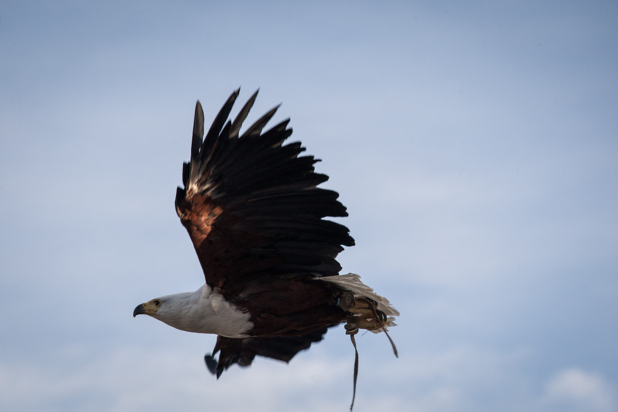 Canon EOS-1D Mark III sample photo. Open fly photography