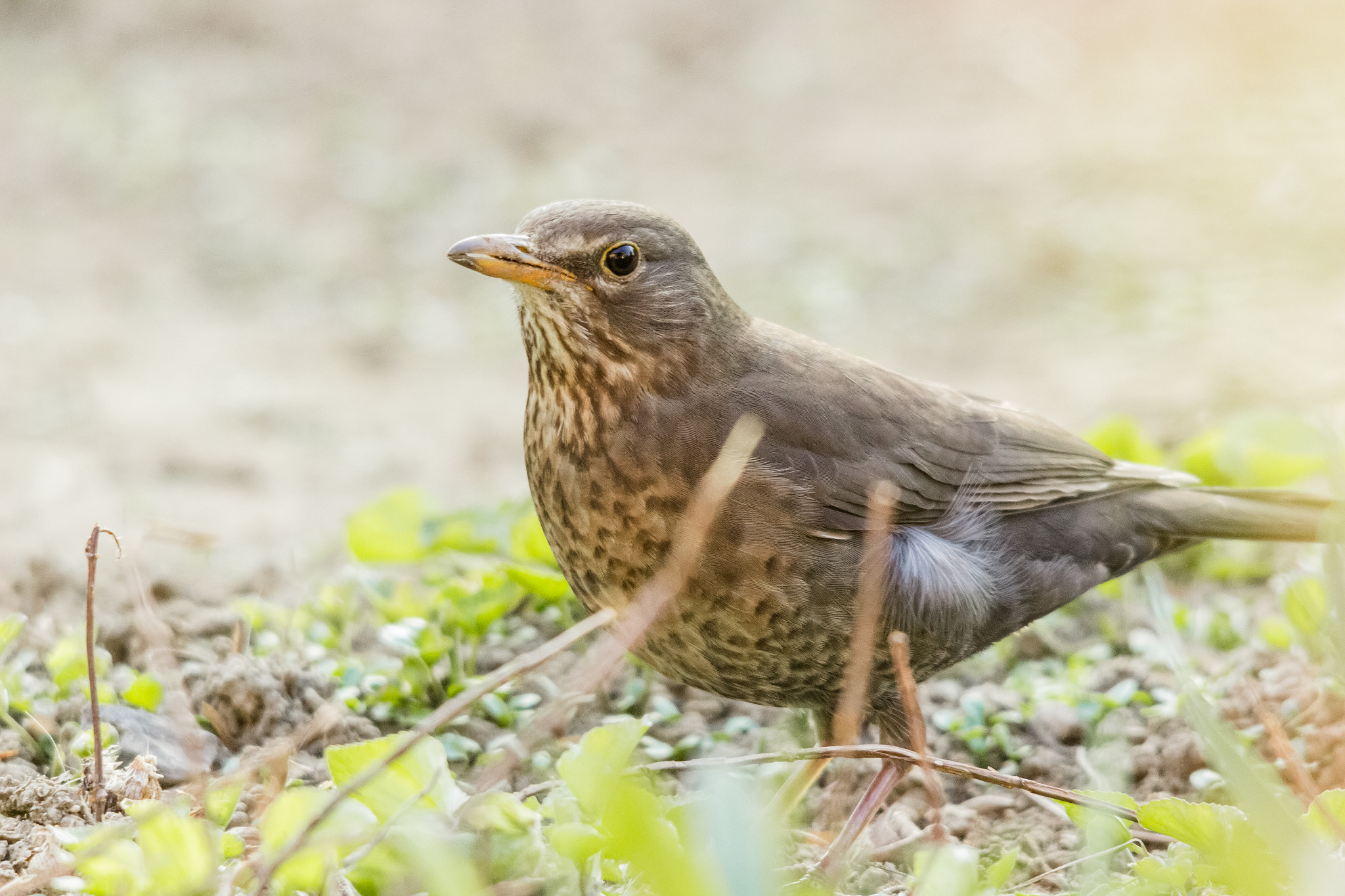 Canon EOS 600D (Rebel EOS T3i / EOS Kiss X5) + Sigma 150-500mm F5-6.3 DG OS HSM sample photo. Turdus merula photography