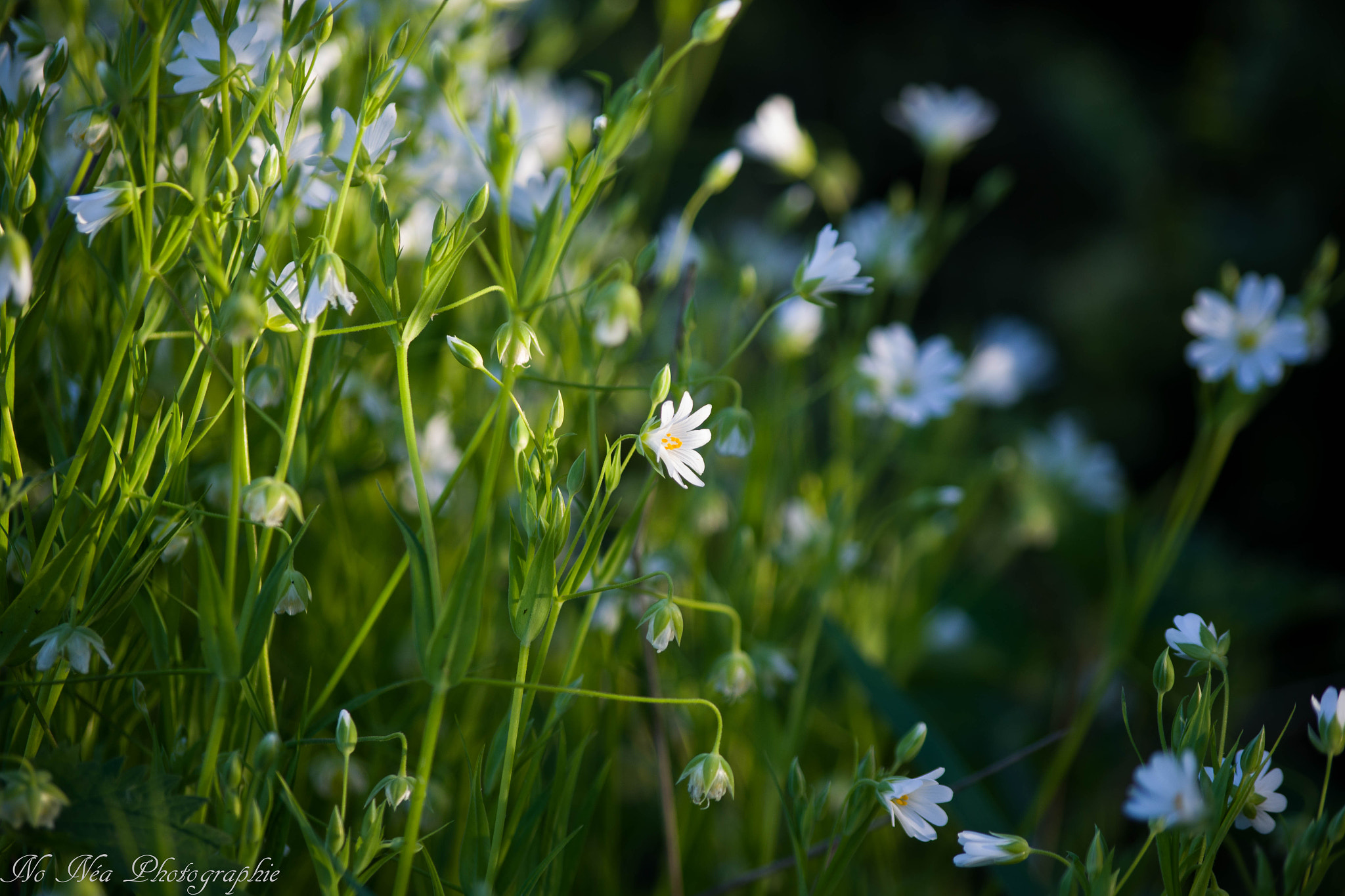 Pentax K-S2 + smc Pentax-DA L 50-200mm F4-5.6 ED WR sample photo. White flower photography