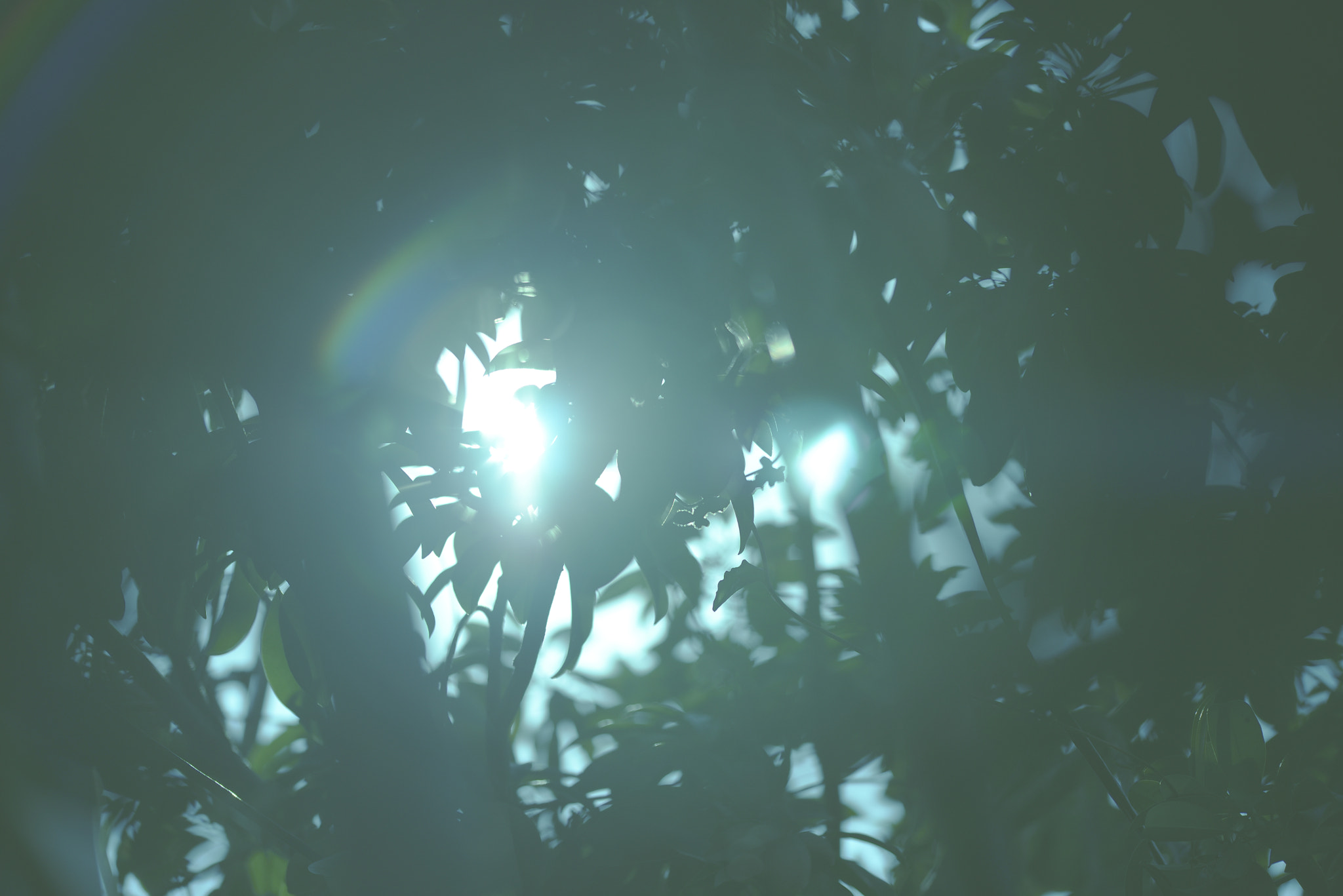 Sigma 105mm F2.8 EX DG OS HSM sample photo. Leaves in the sun photography