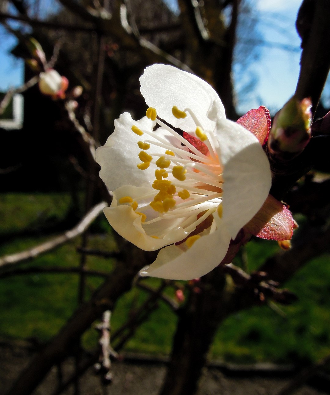 Nikon Coolpix P300 sample photo. Apricot flower photography
