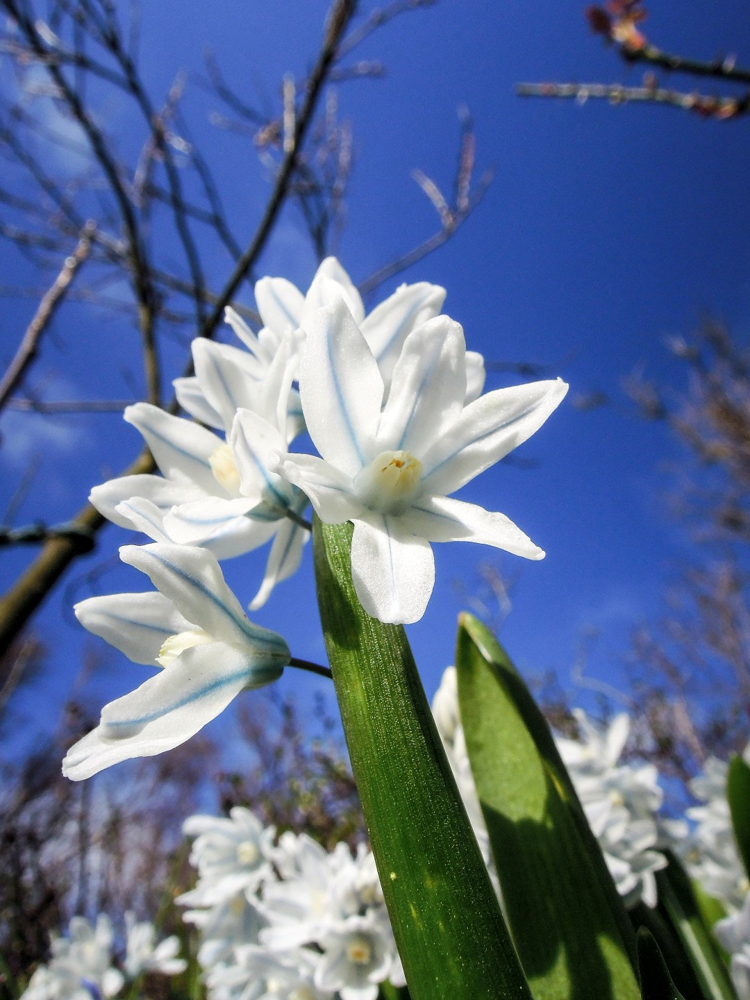 Nikon Coolpix P300 sample photo. The heavenly spring photography