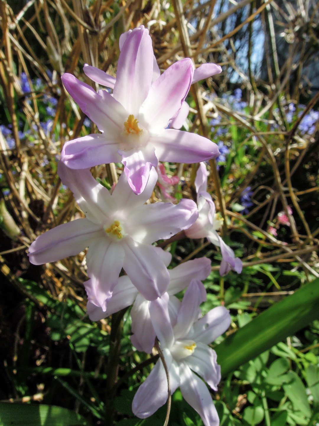 Nikon Coolpix P300 sample photo. Thriving in the bushes photography