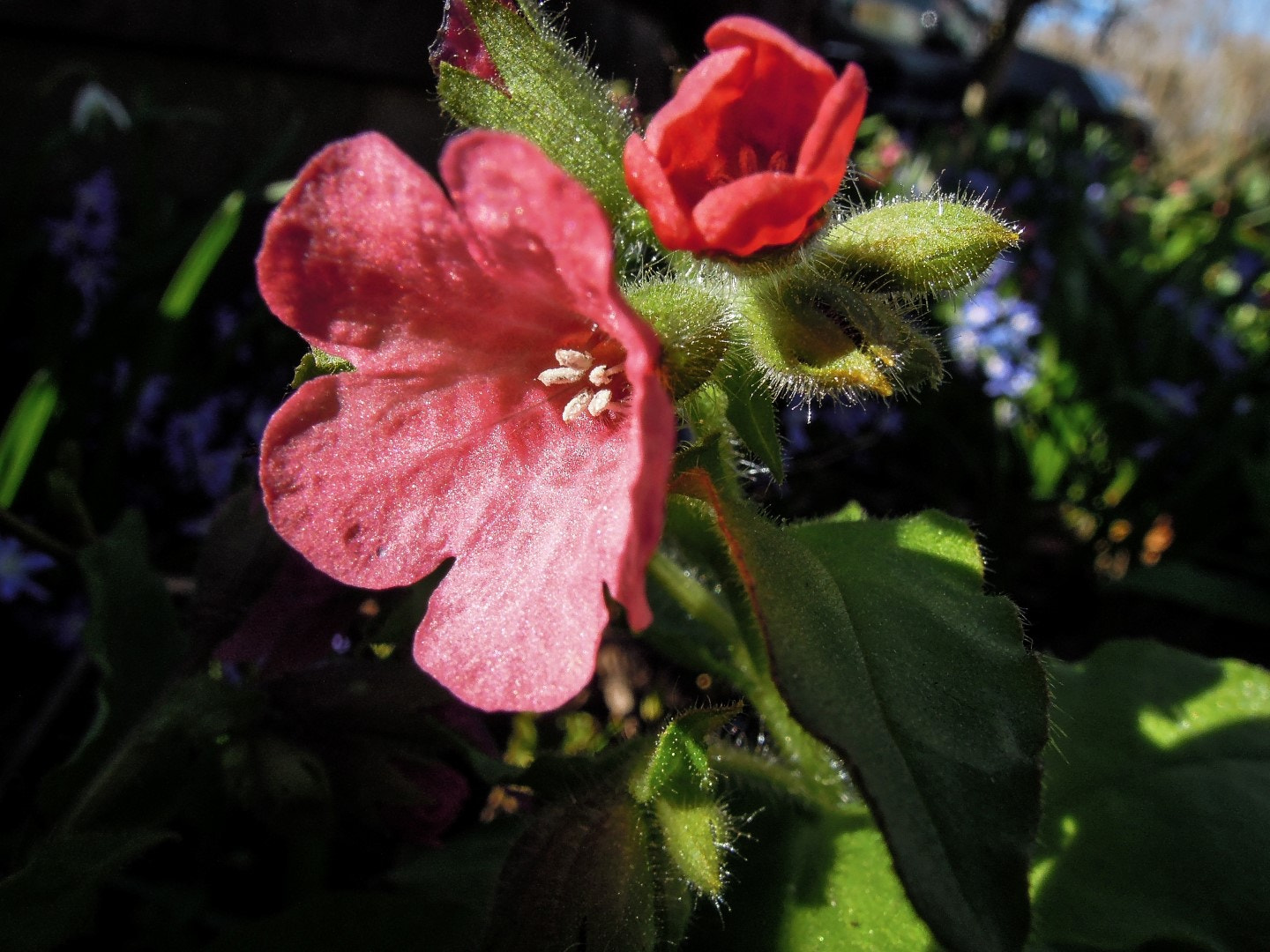 Nikon Coolpix P300 sample photo. Pulmonaria photography