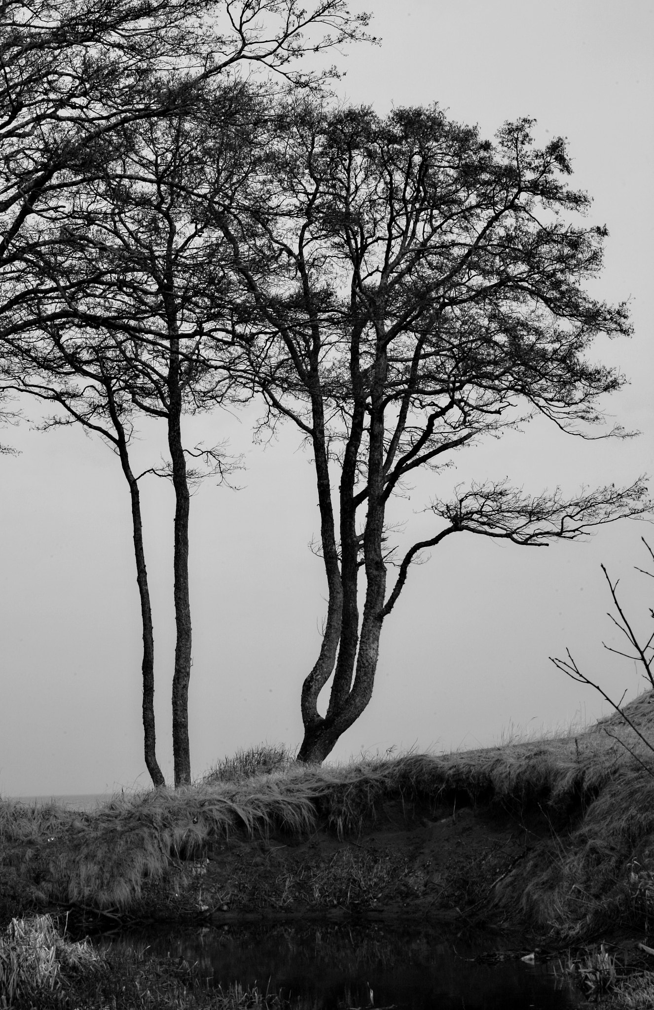 Canon EOS 5D sample photo. Trees by the sea photography