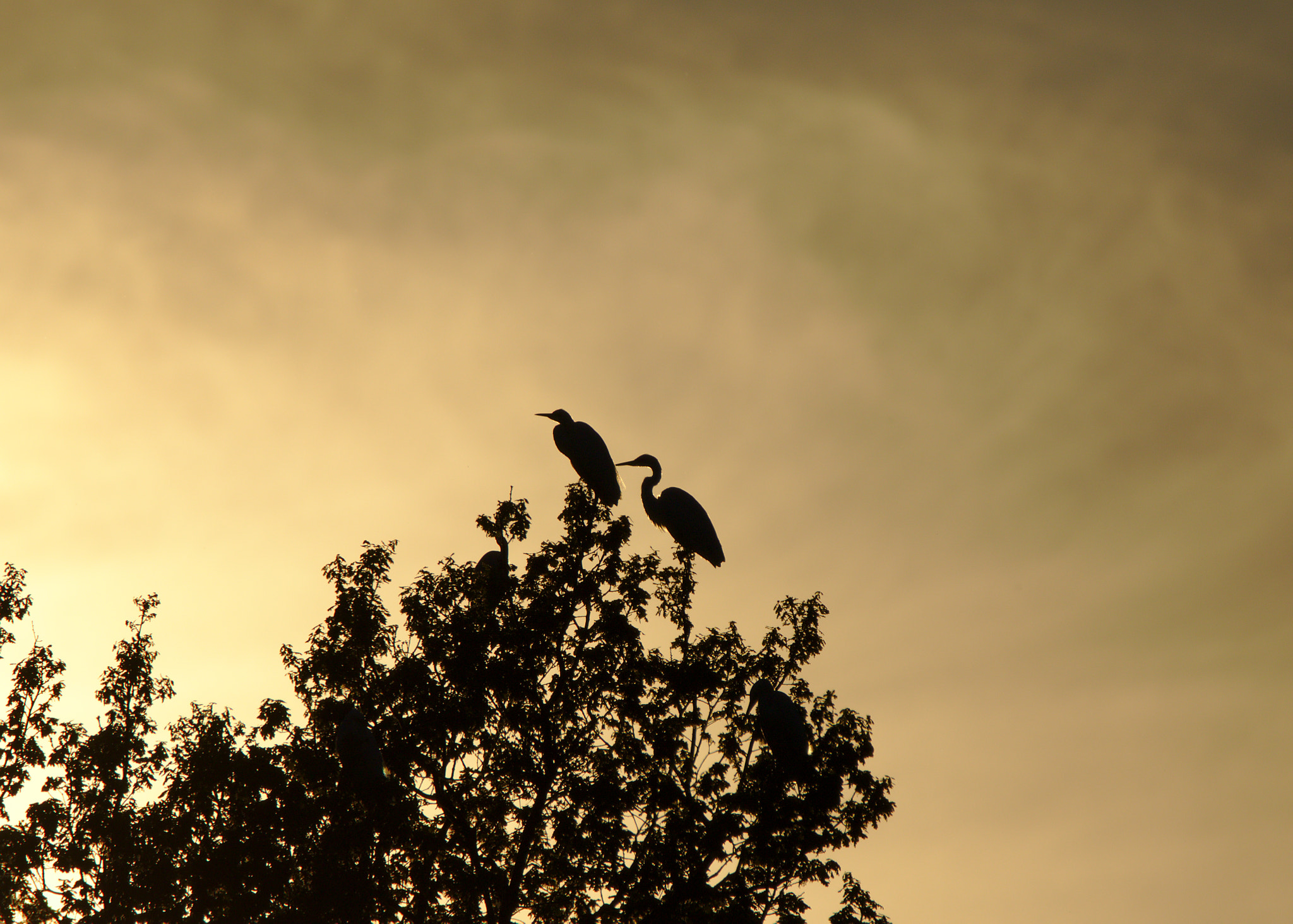 Tamron SP 150-600mm F5-6.3 Di VC USD sample photo. Waiting for the sunset photography