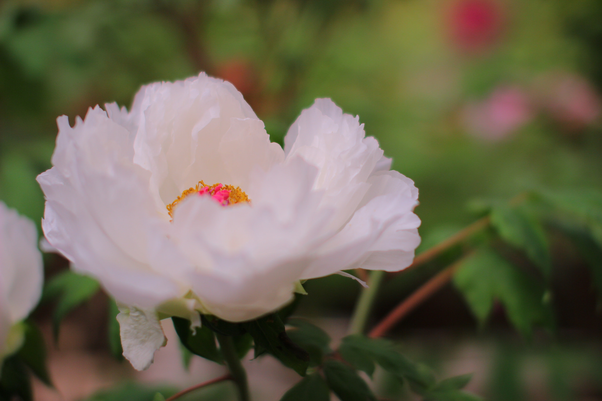 Sigma 50mm F1.4 EX DG HSM sample photo. Img photography