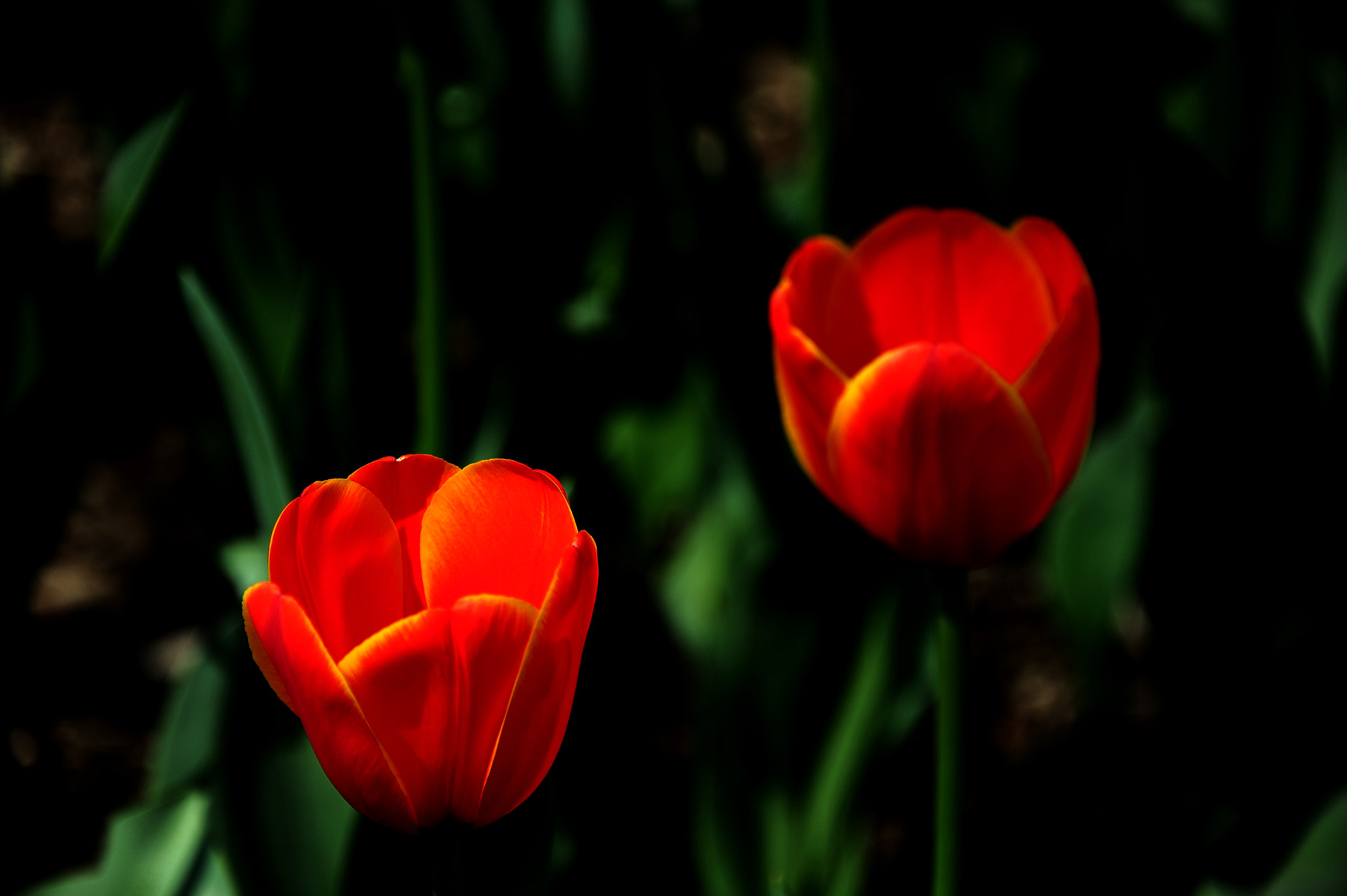 Nikon D700 sample photo