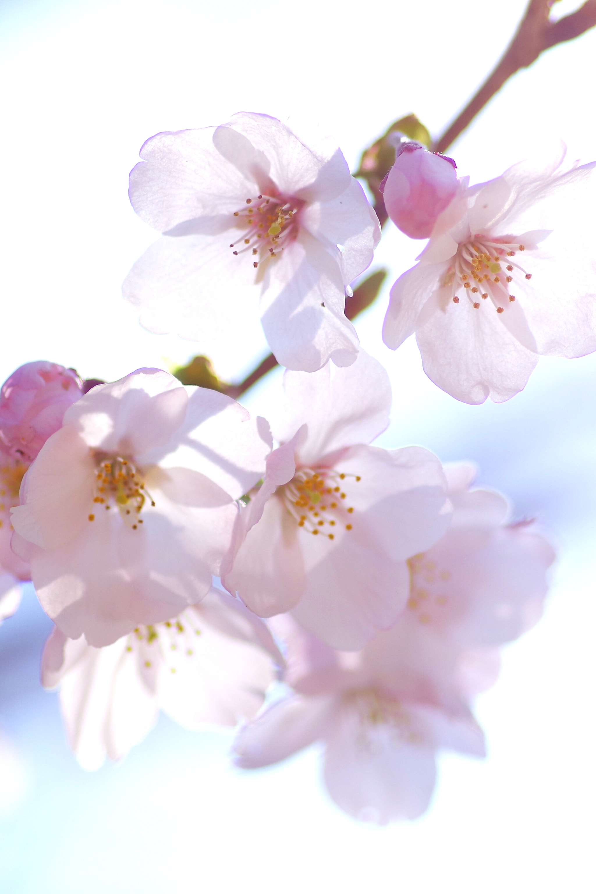 Pentax smc D-FA 100mm F2.8 Macro WR sample photo. あじさい寺の桜 photography